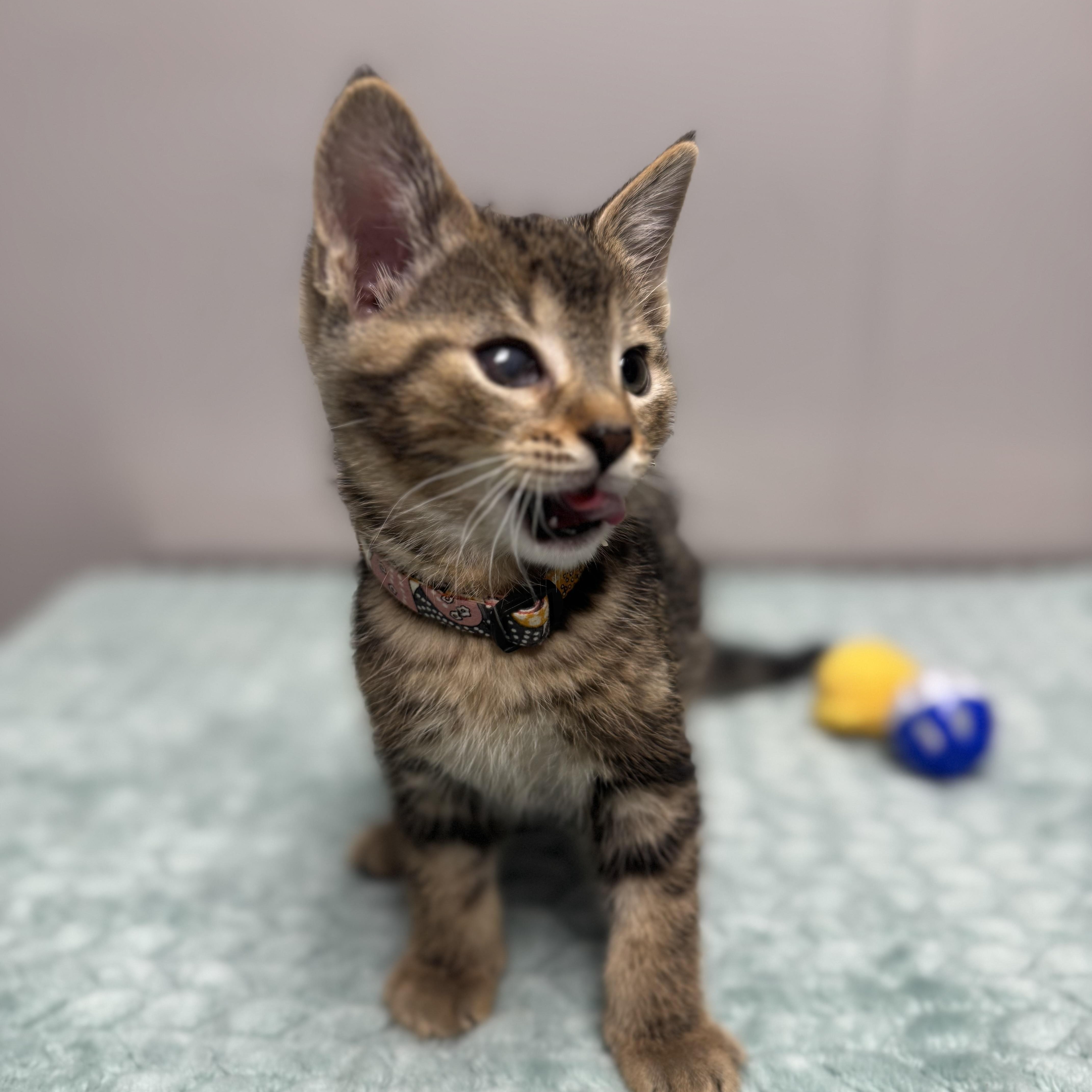 Squirt, a Adoptable Domestic Short Hair in Walker, MI image 5/6