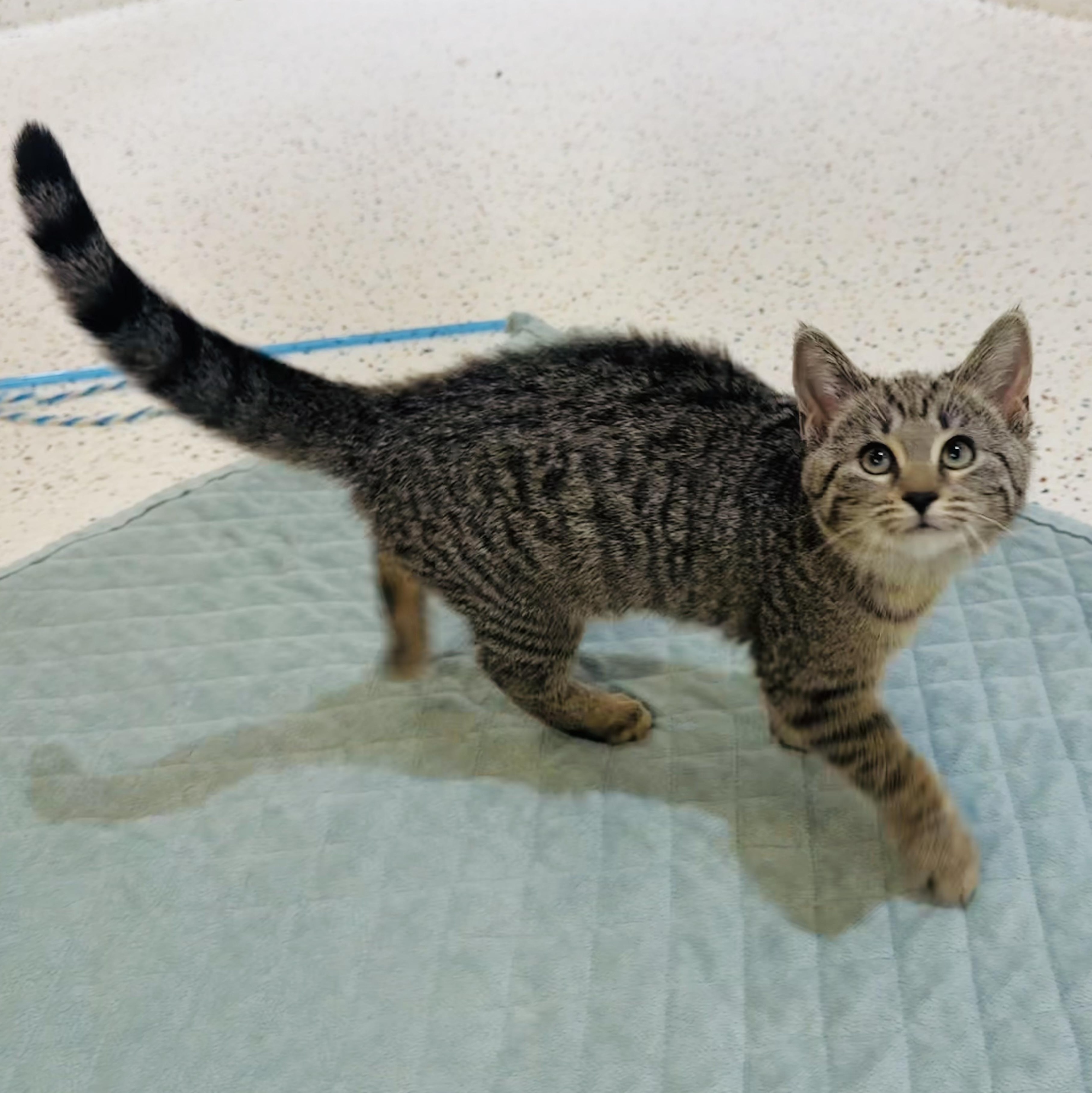 Squirt, a Adoptable Domestic Short Hair in Walker, MI image 1/6