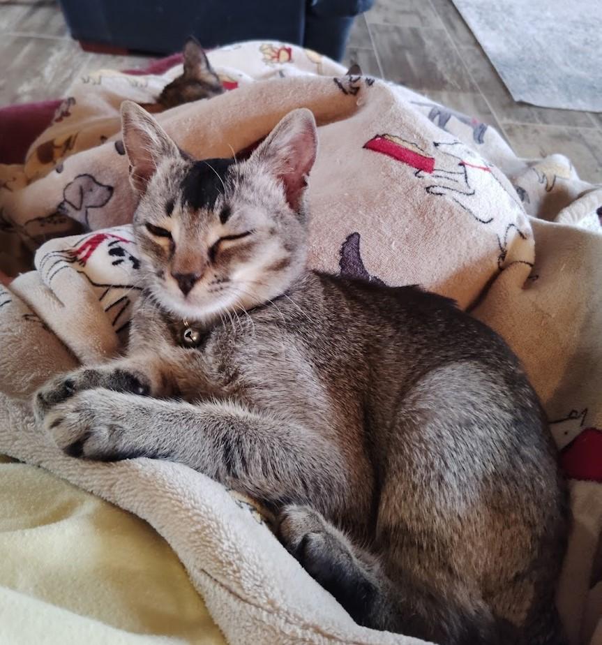 Enlarge Muffin, a Adoptable mixed breed in Denton, TX image 2/2