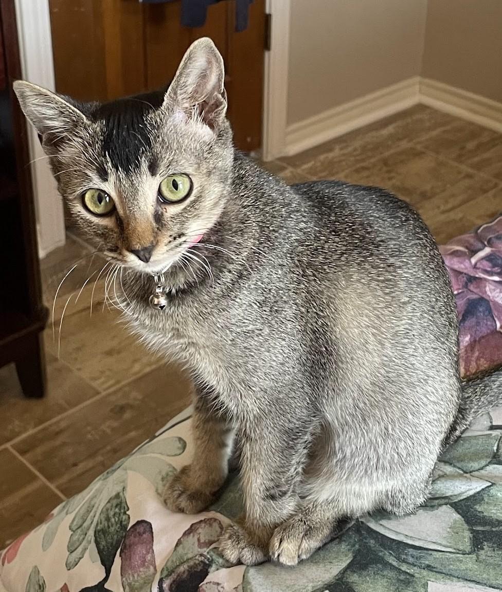 Enlarge Muffin, a Adoptable mixed breed in Denton, TX image 1/2