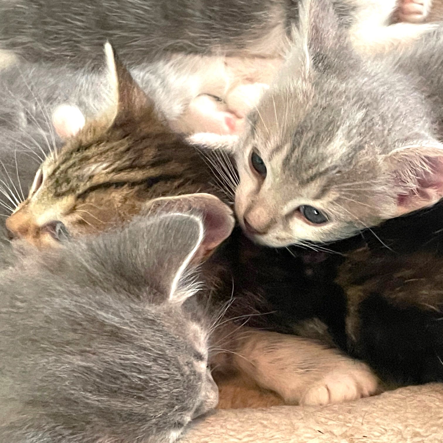 Enlarge KITTENS FOR IMMEDIATE FOSTERING - FOR 4 to 6 Weeks, a Adoptable mixed breed in Danbury, CT image 1/5