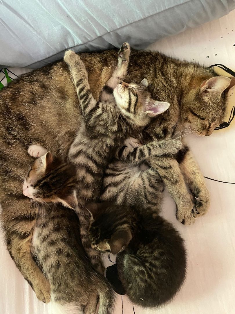 Enlarge KITTENS FOR IMMEDIATE FOSTERING - FOR 4 to 6 Weeks, a Adoptable mixed breed in Danbury, CT image 5/5