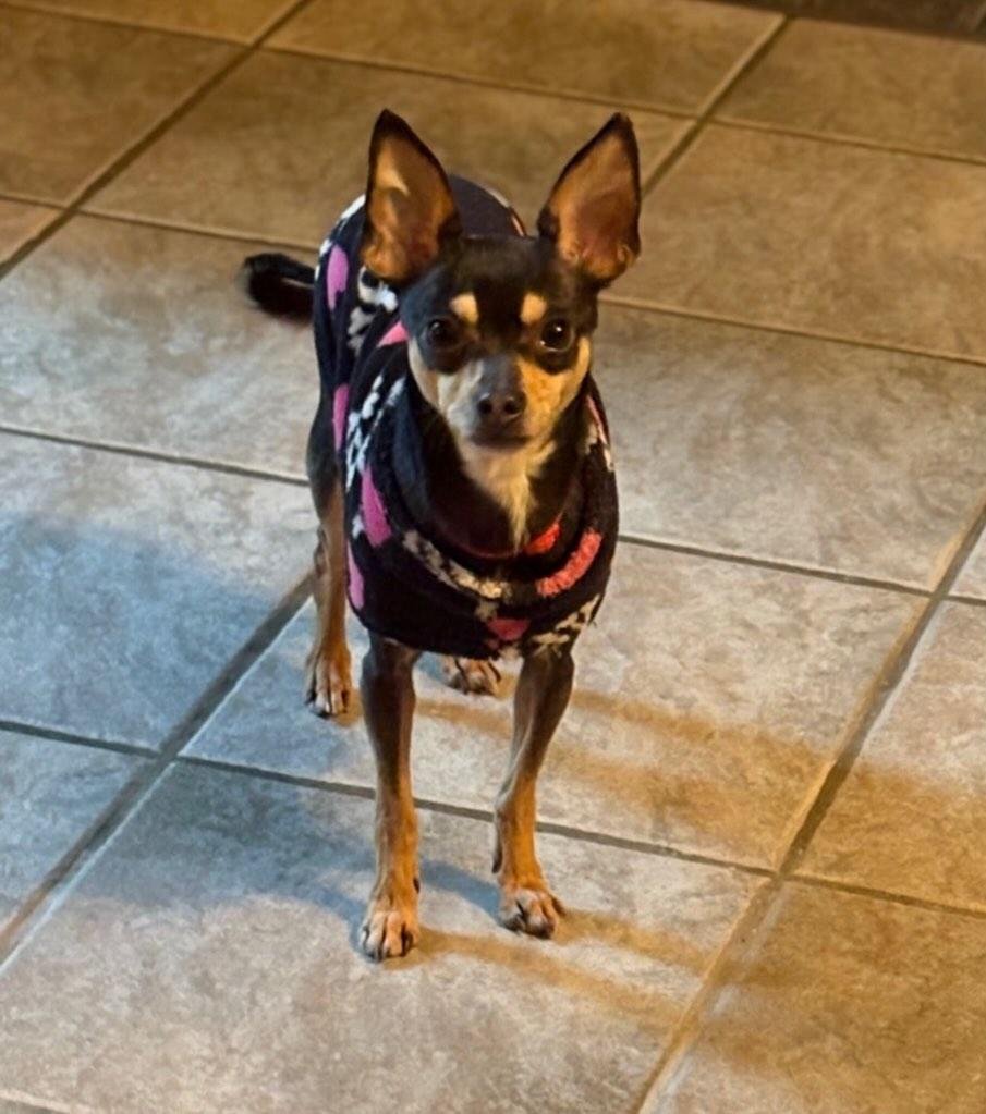 Neva, ADOPTABLE, Adult Female Chihuahua.