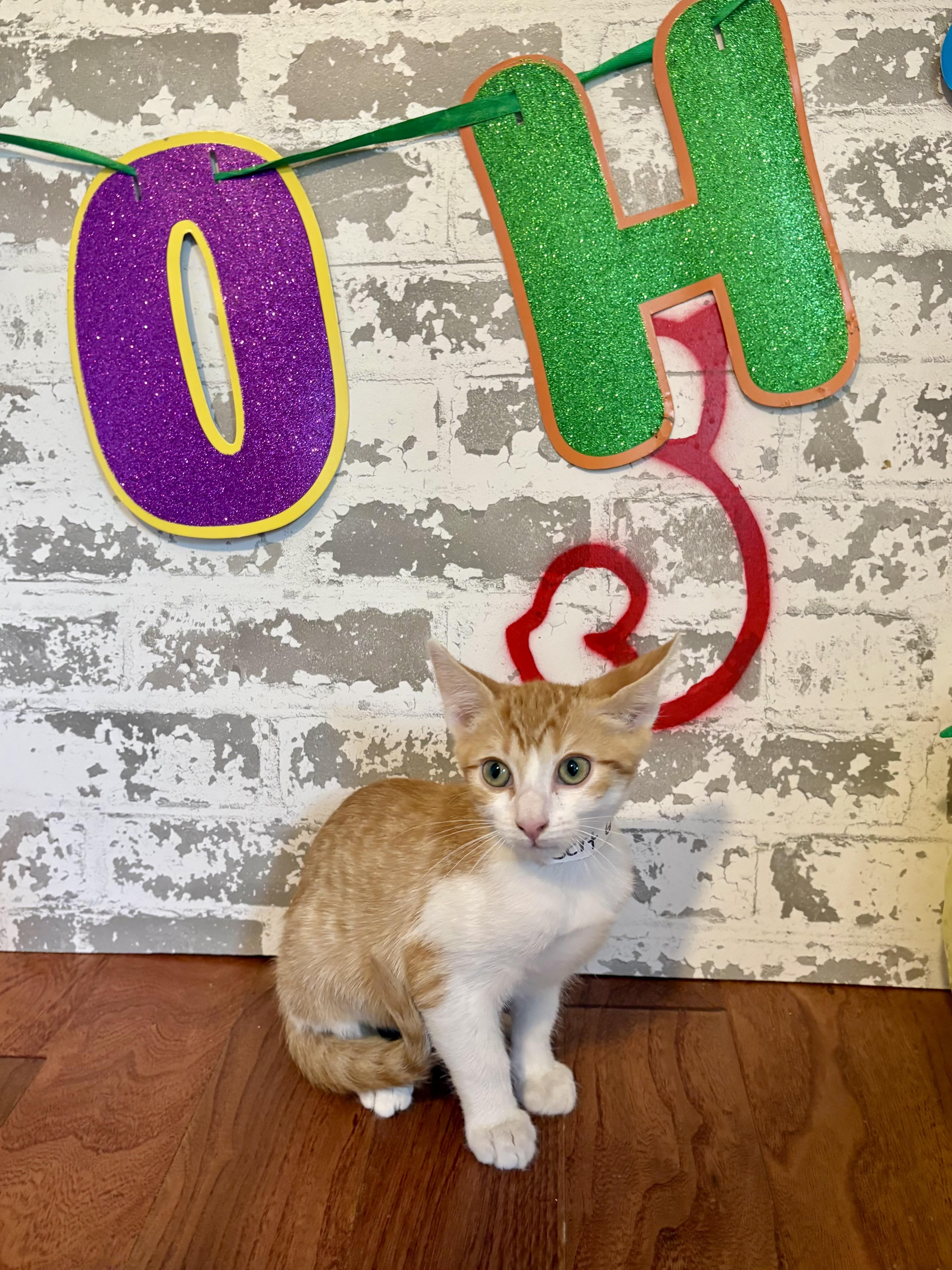 Bert, ADOPTABLE, Kitten Male Domestic Short Hair.