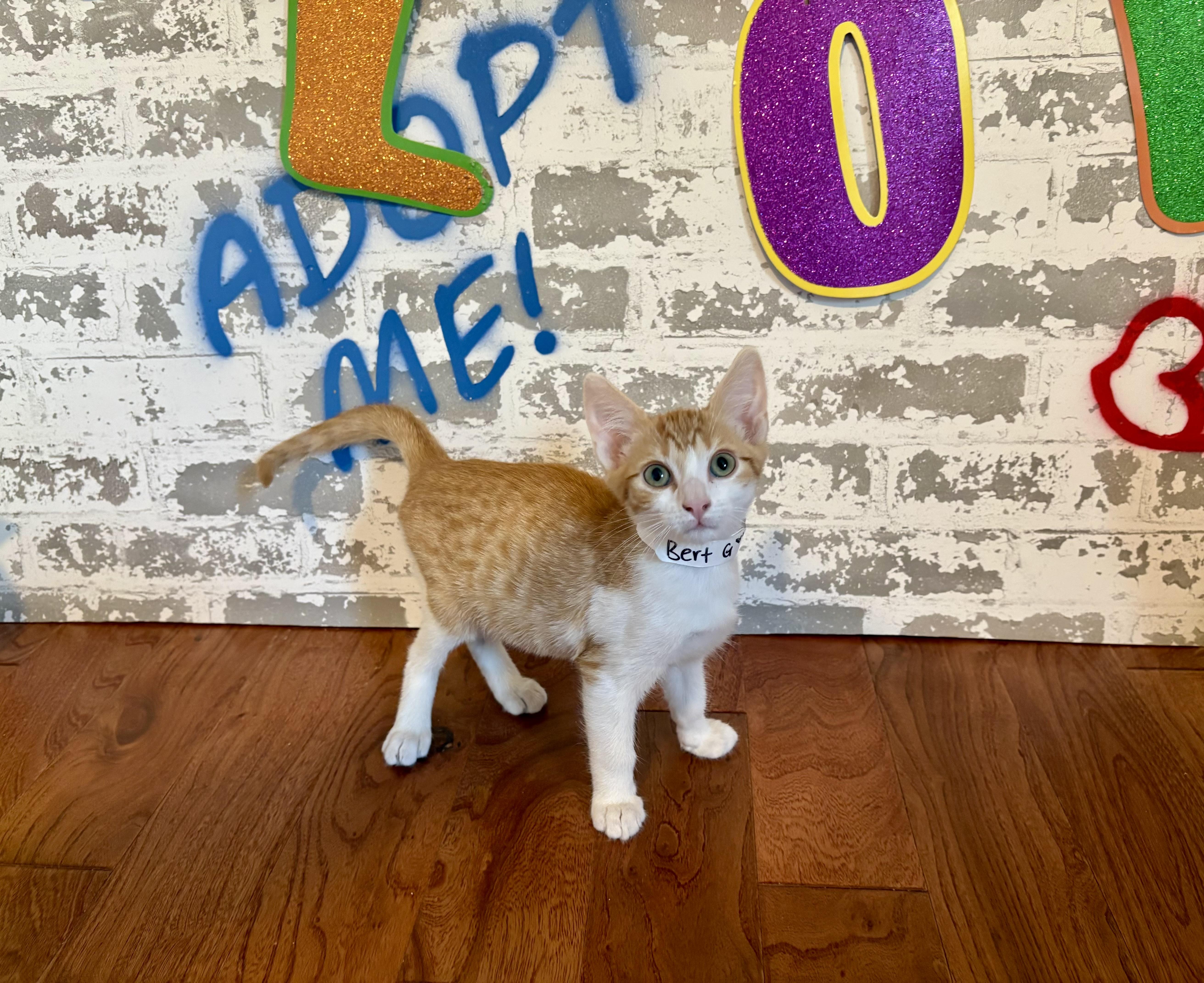 Bert, a ADOPTABLE Domestic Short Hair in queen creek, AZ image 2/2