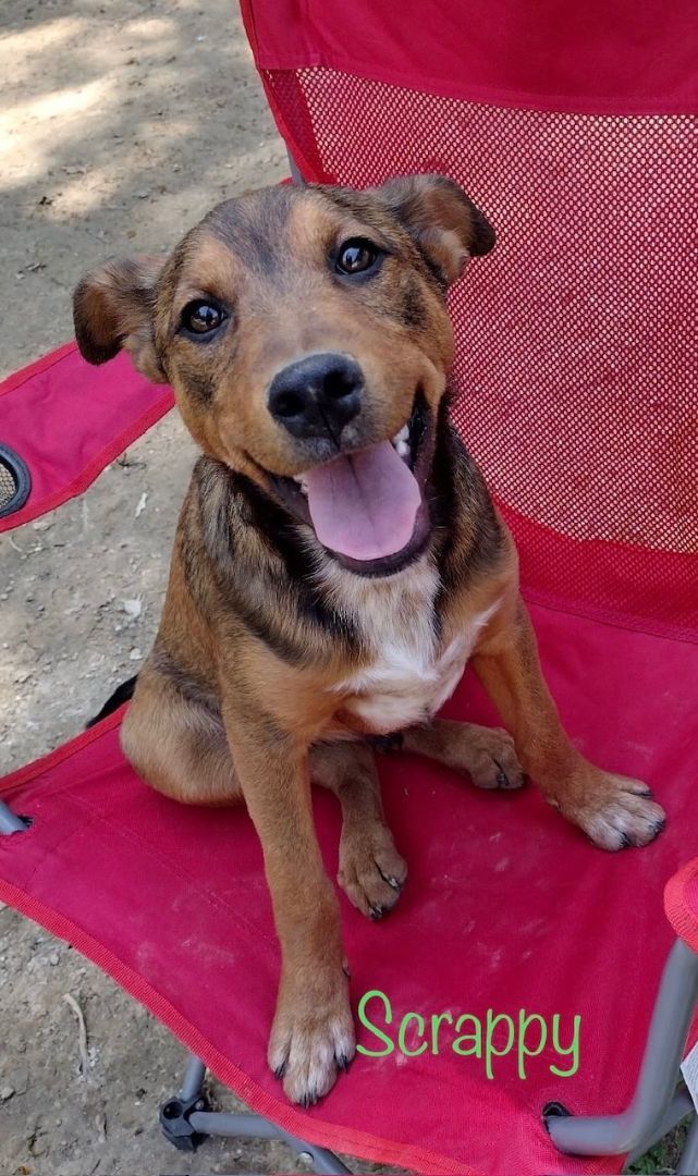 Scrappy, Adopted, Puppy Female Mixed Breed.