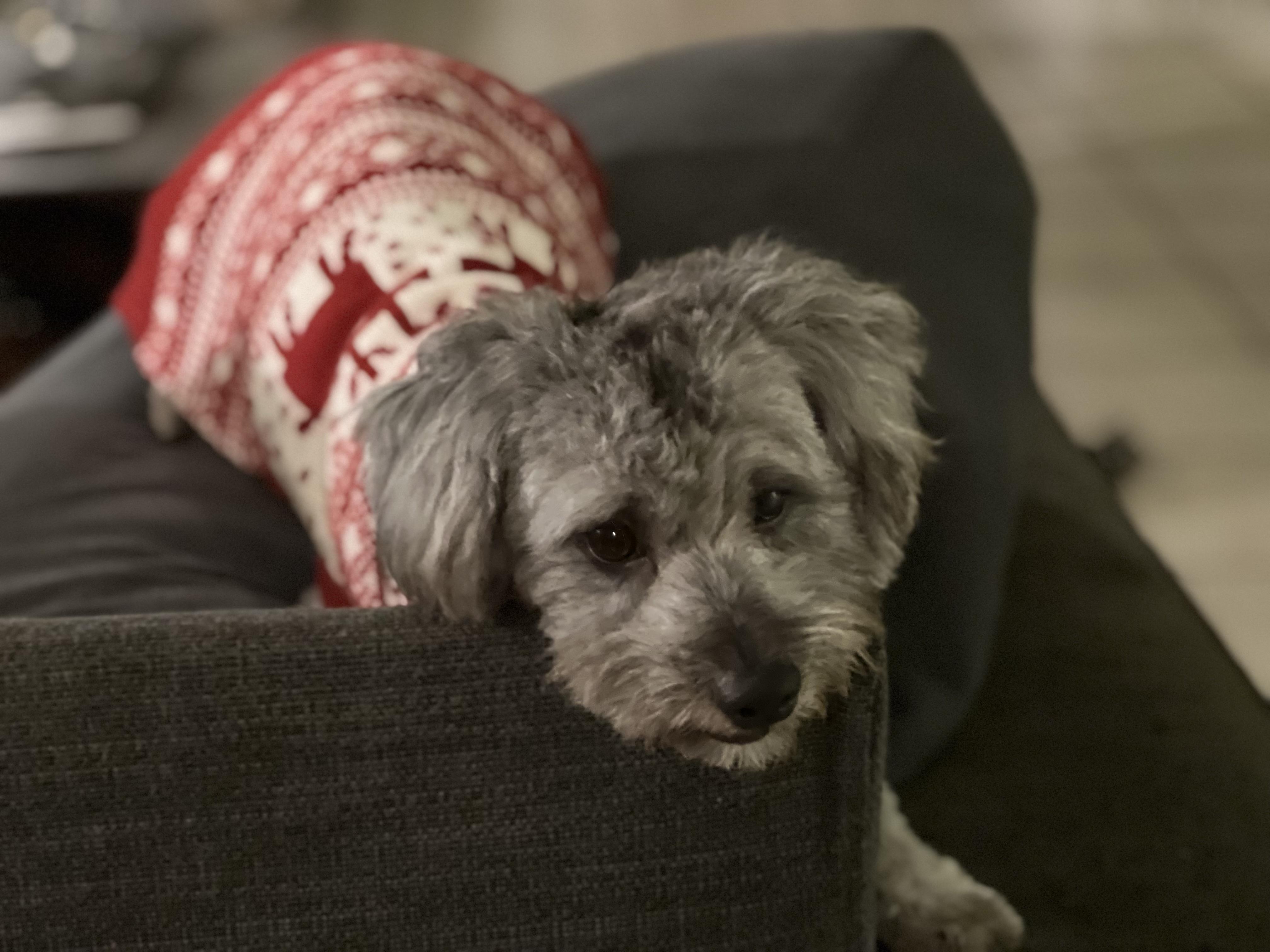 Enlarge Dutch, an adopted Maltipoo in Austin, TX image 2/4
