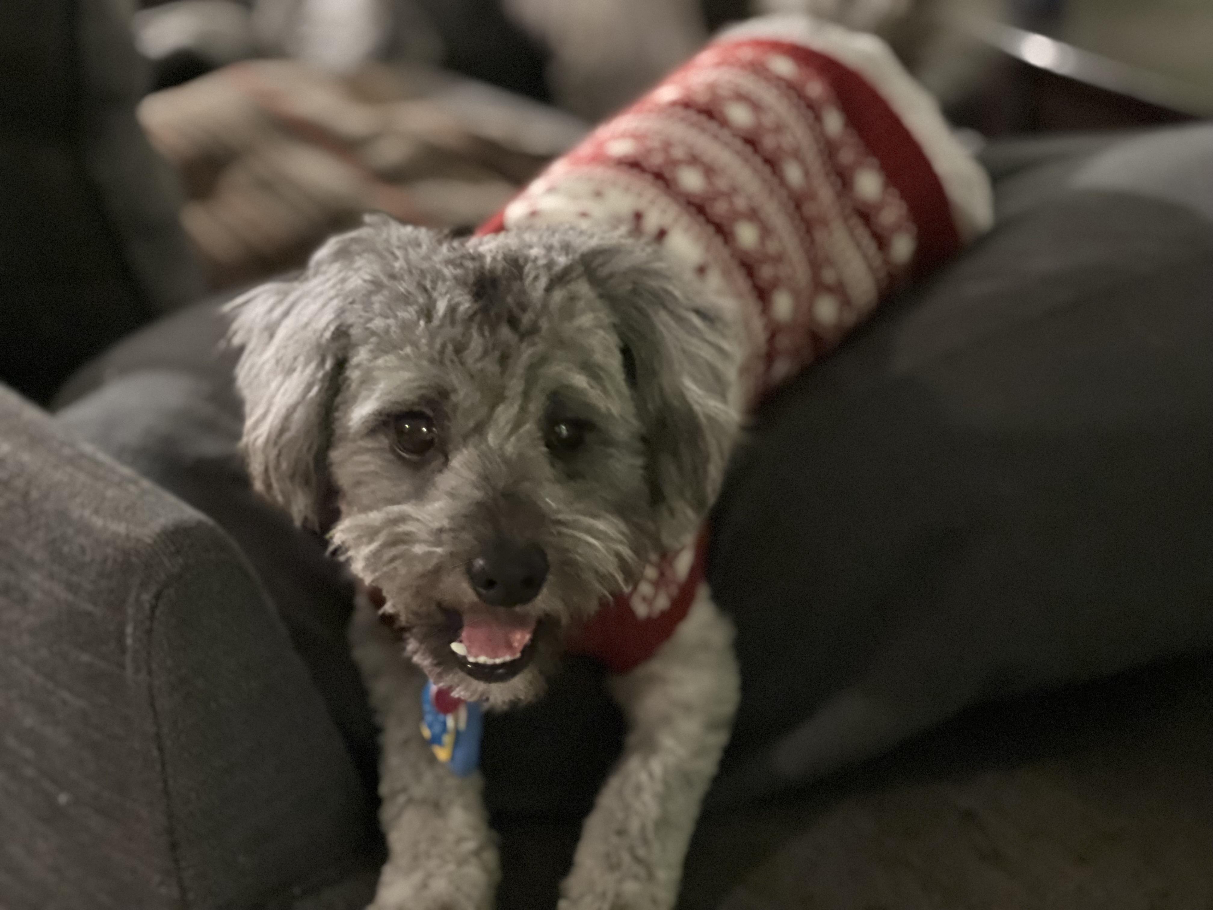 Enlarge Dutch, an adopted Maltipoo in Austin, TX image 1/4