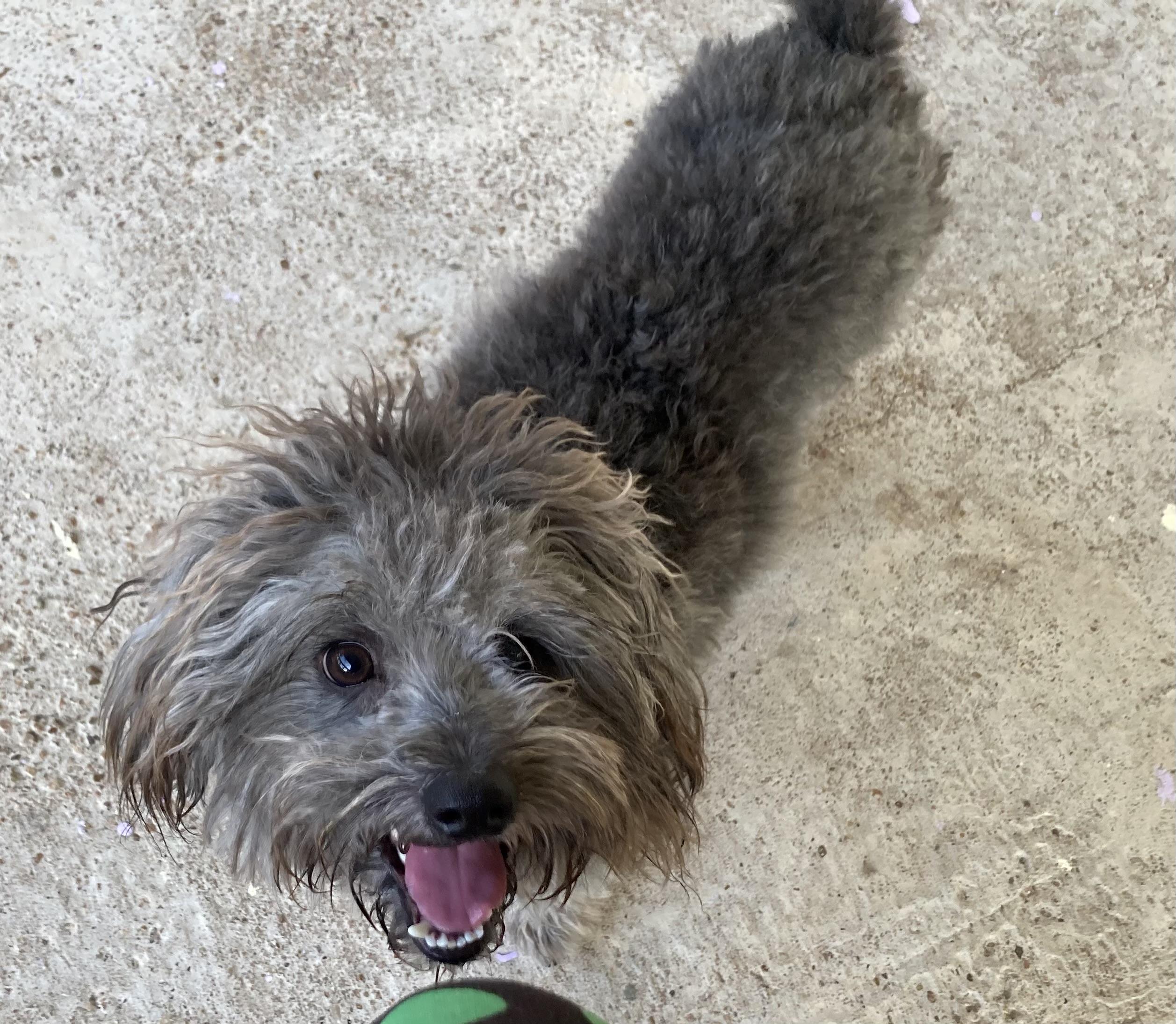 Dutch, Adoptable, Young Male Maltipoo.