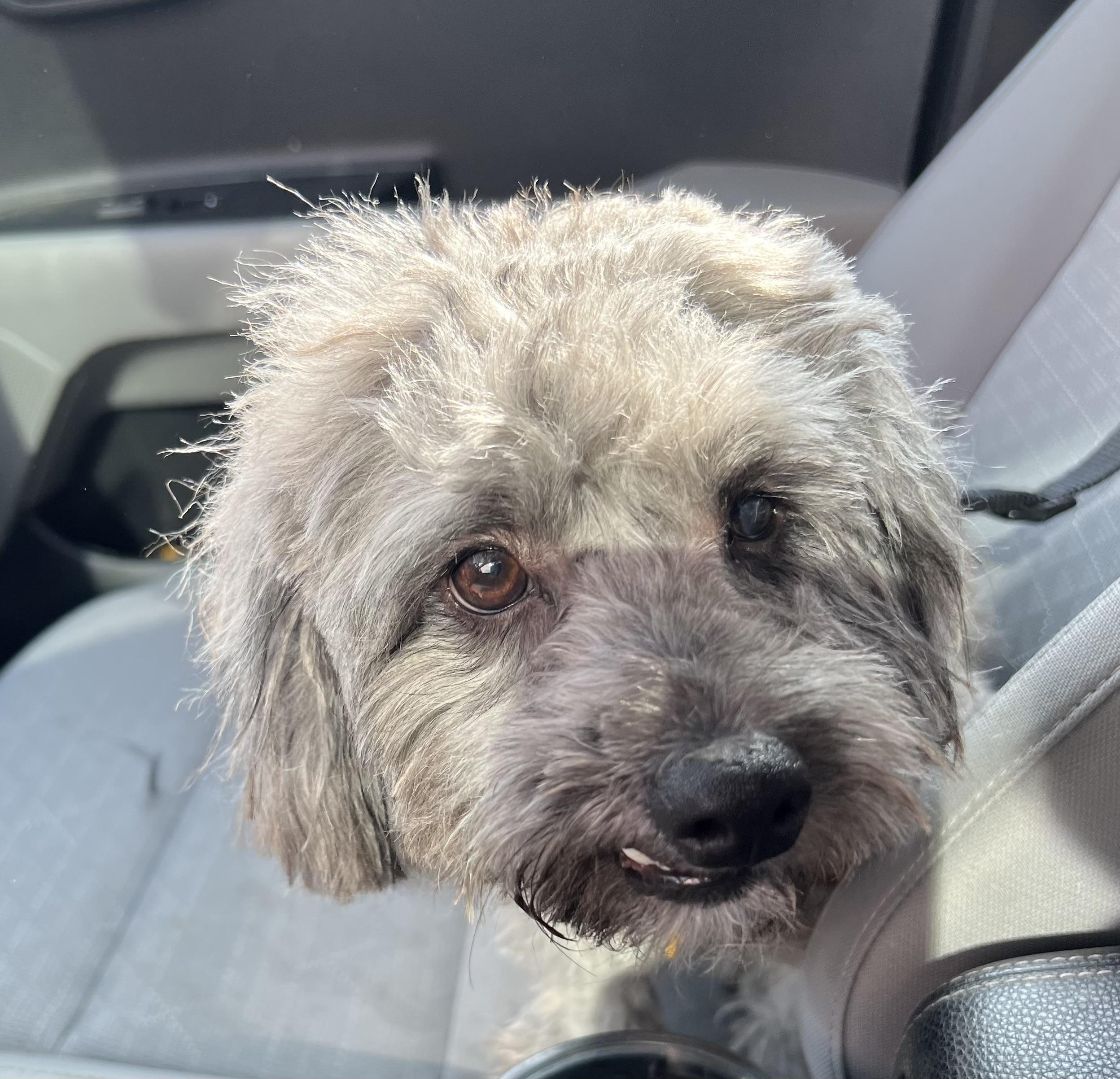 Enlarge Dutch, a Adoptable Maltipoo in Austin, TX image 2/2