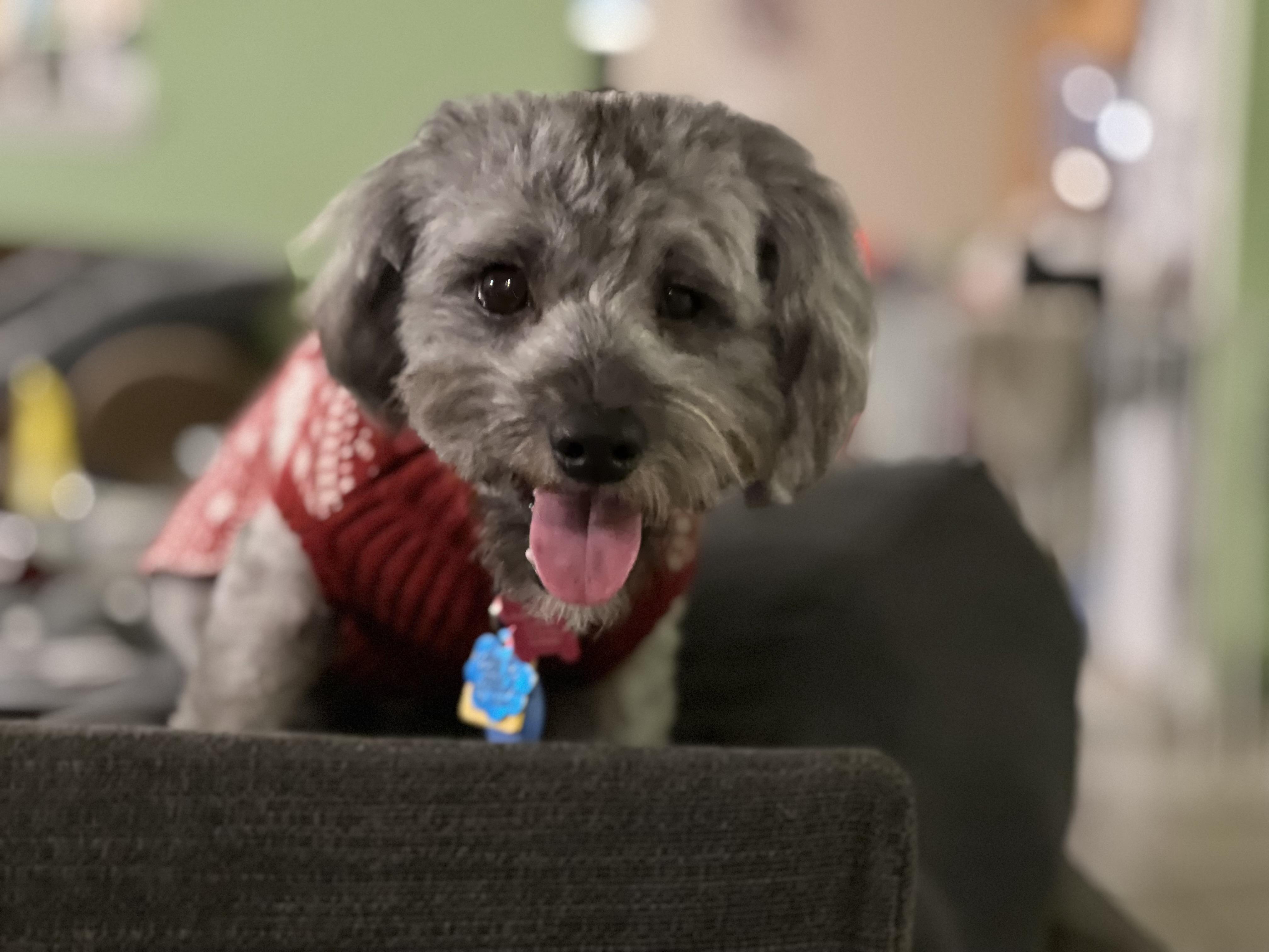 Enlarge Dutch, an adopted Maltipoo in Austin, TX image 3/4