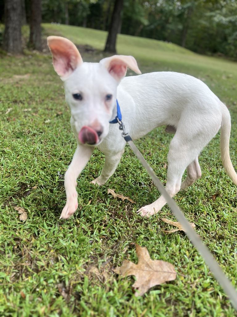 German Shepherd Aussie Jack Russell Mix Australian Shepherd German