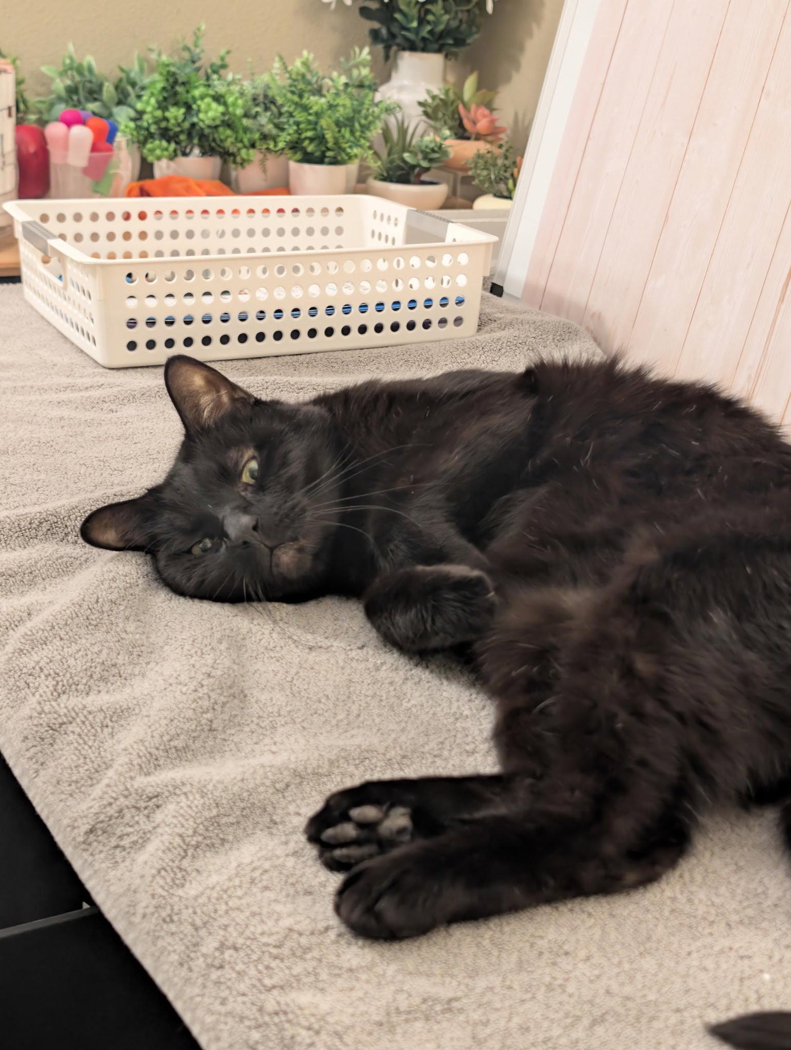 Enlarge ZIGGY, a Adopted mixed breed in Hillsboro, OR image 3/3