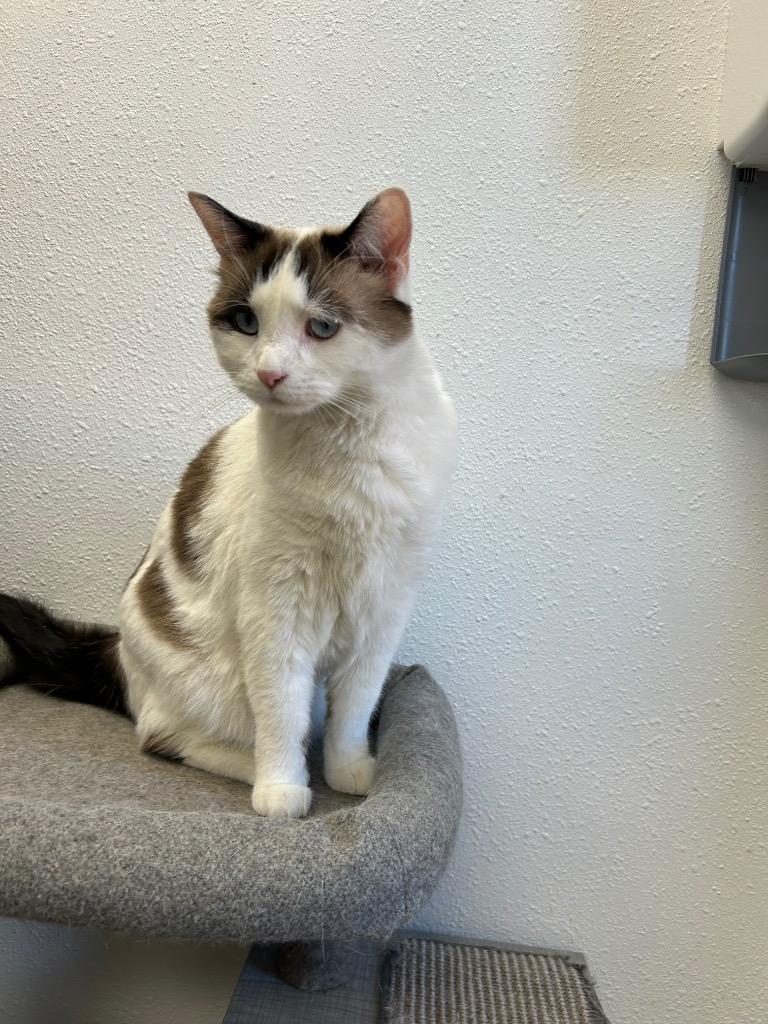 Enlarge Cinderella, a Adopted mixed breed in Grand Junction, CO image 1/1