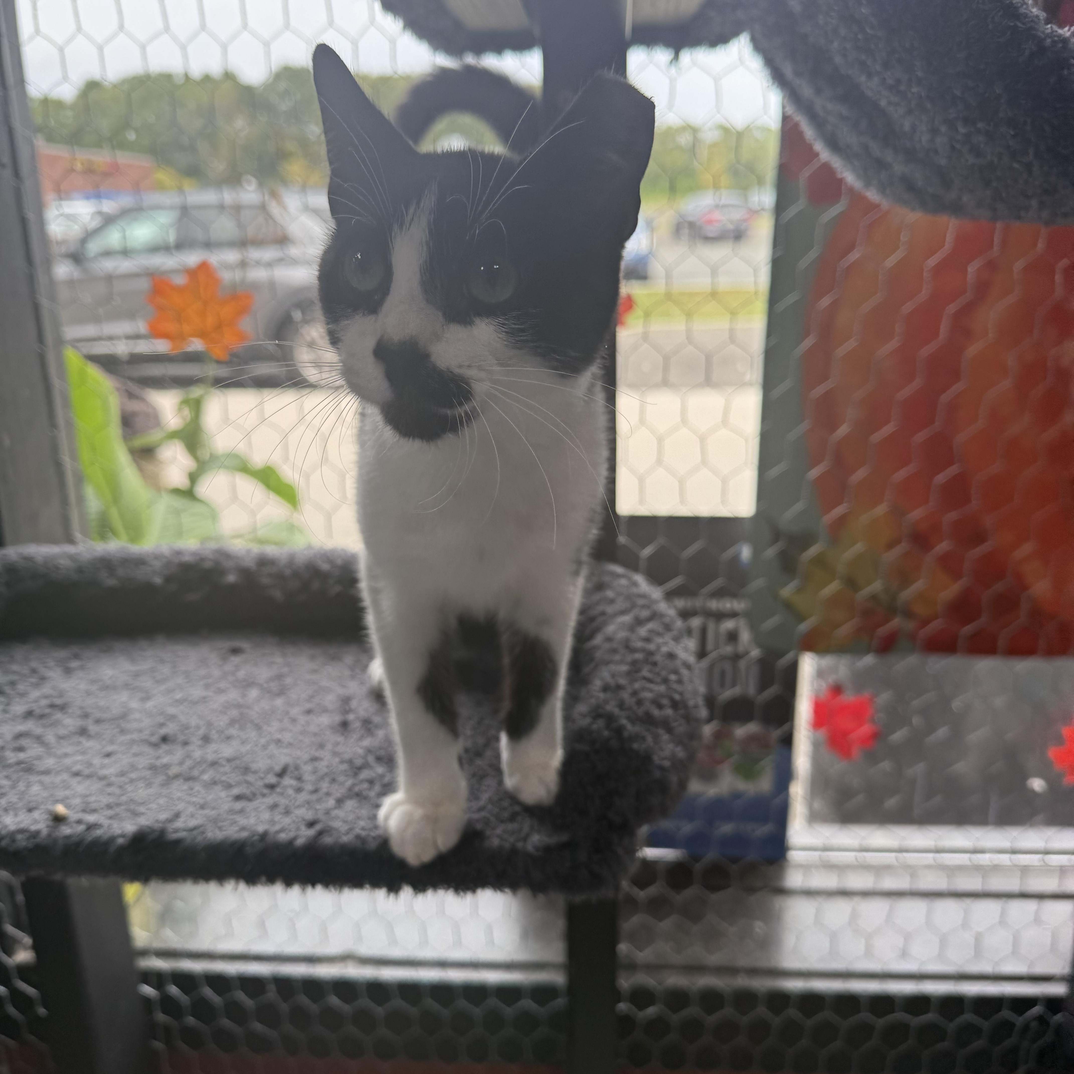 Spot, Adoptable, Young Male Domestic Short Hair.