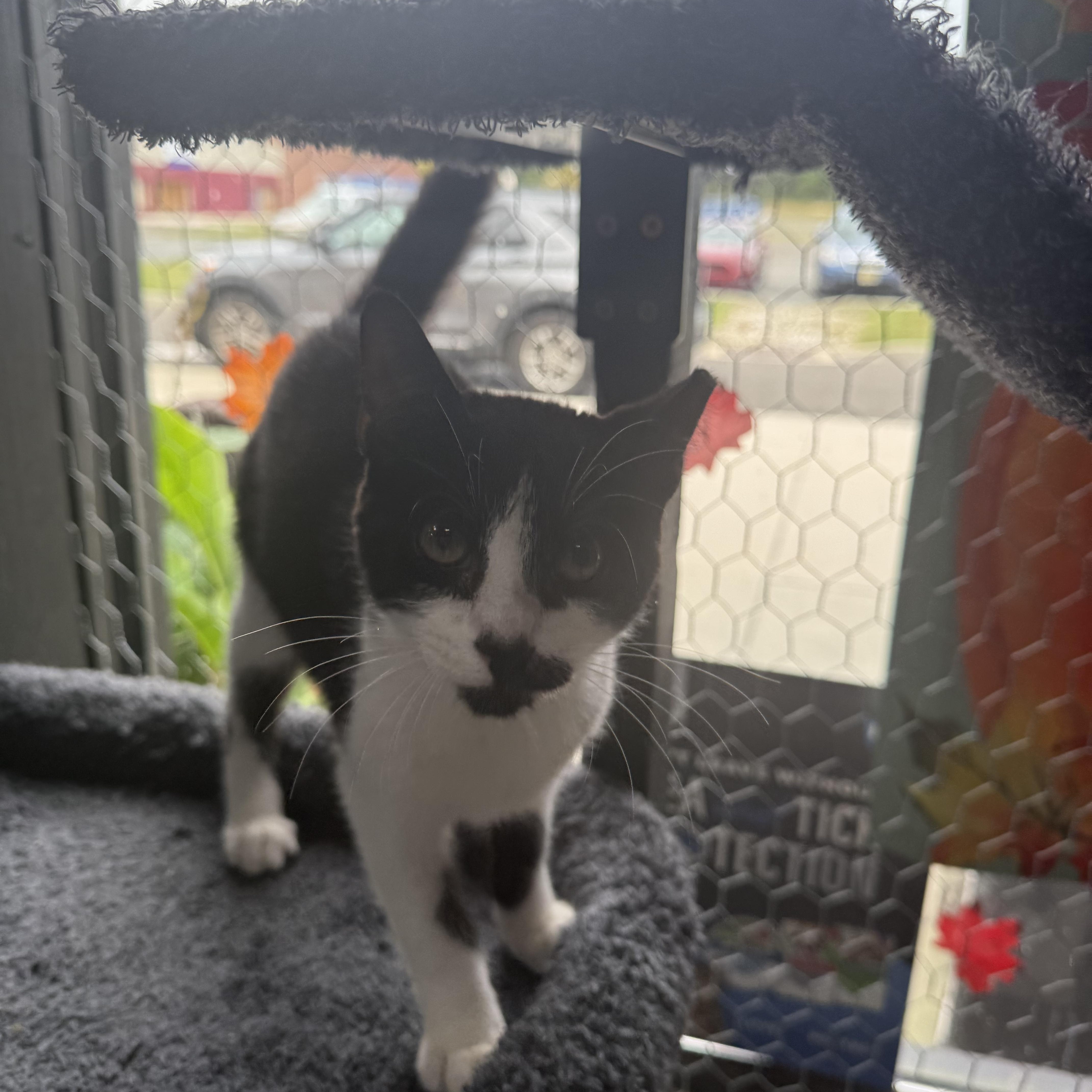 Spot, a Adoptable Domestic Short Hair in Galloway, NJ image 3/3