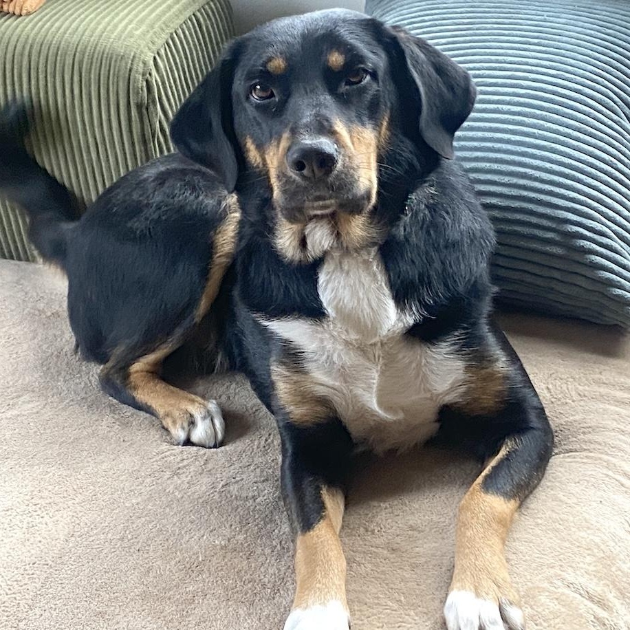 Enlarge May, a ADOPTABLE mixed breed in Morristown, NJ image 2/6