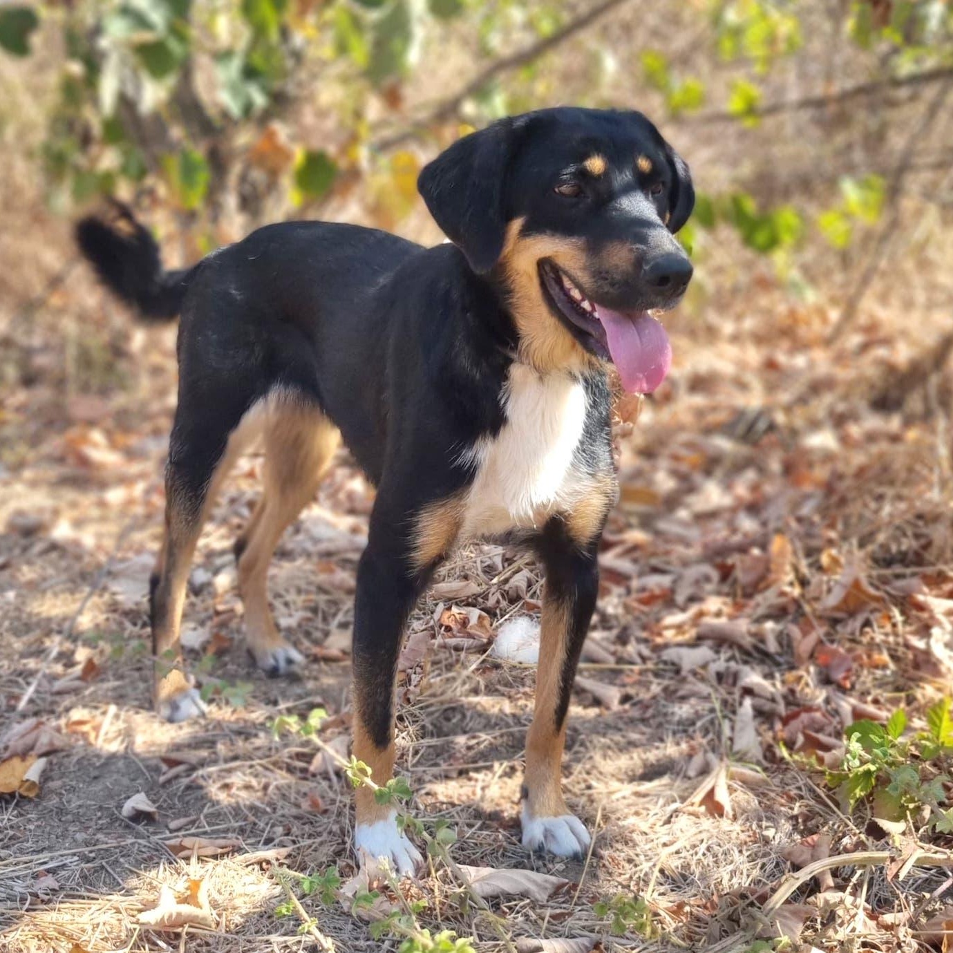 Enlarge May, a ADOPTABLE mixed breed in Morristown, NJ image 1/6