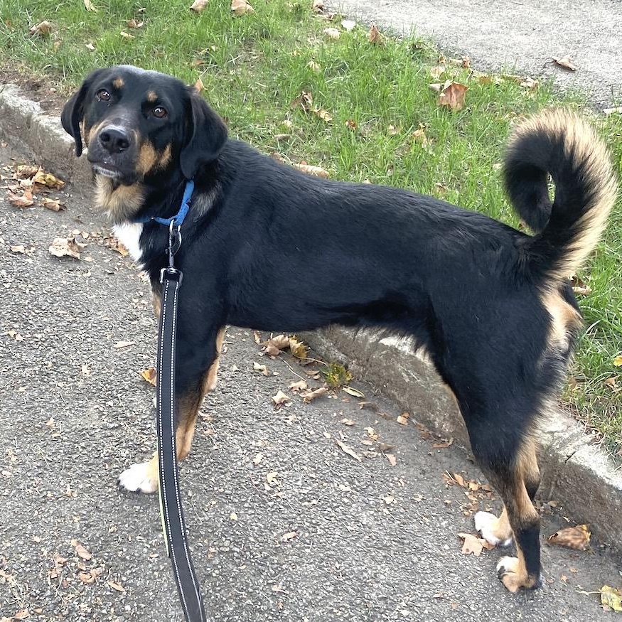 Enlarge May, a ADOPTABLE mixed breed in Morristown, NJ image 4/6