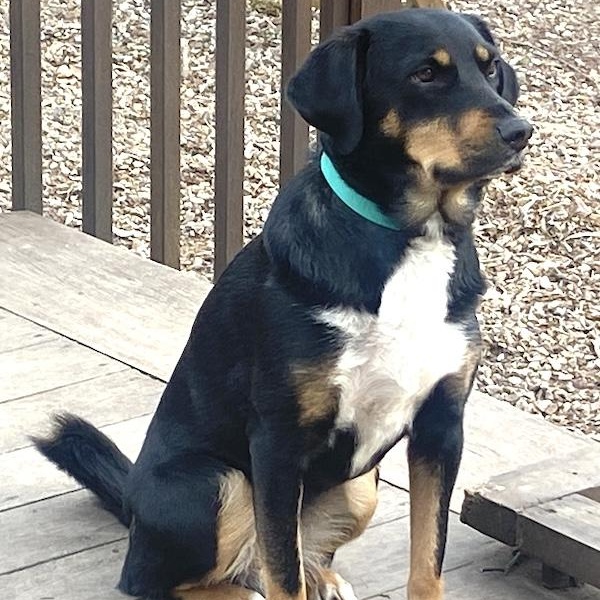 Enlarge May, a ADOPTABLE mixed breed in Morristown, NJ image 3/6