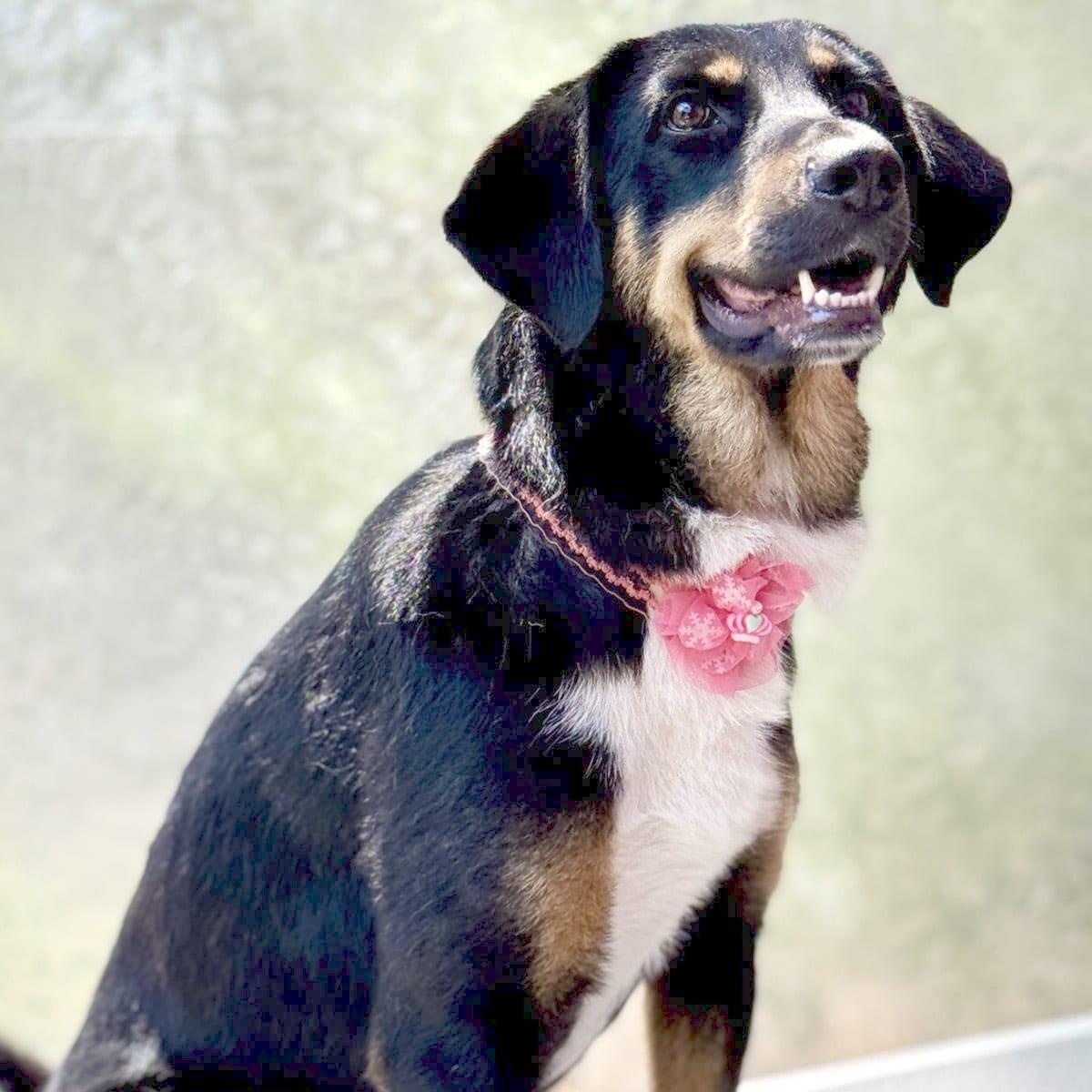 Enlarge May, a ADOPTABLE mixed breed in Morristown, NJ image 6/6