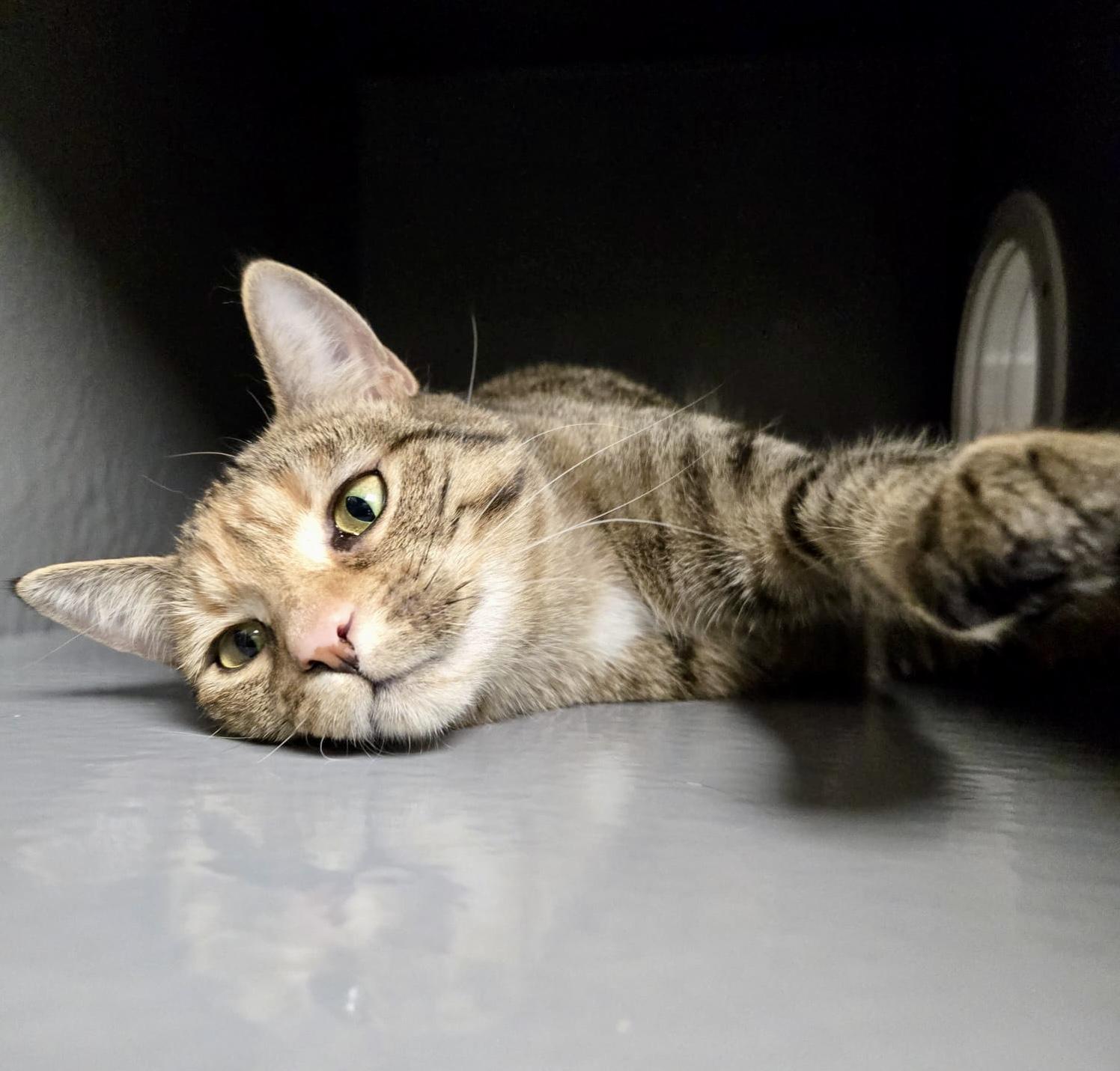Possum, Adoptable, Kitten Female Torbie & Domestic Short Hair.