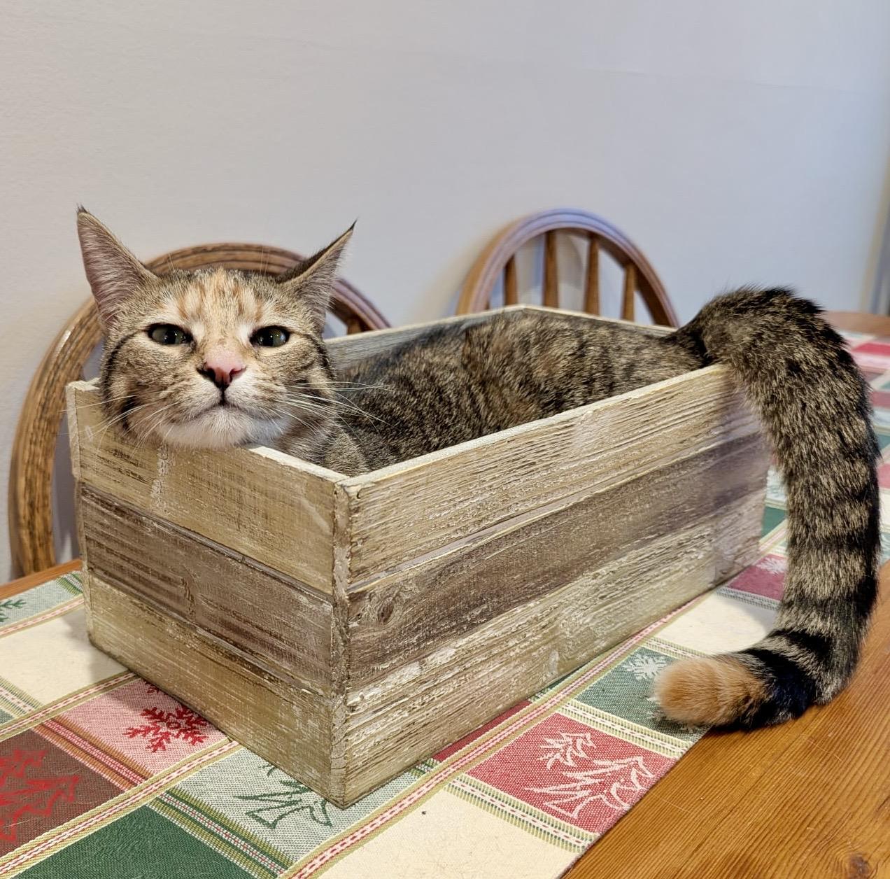 Possum, Adoptable, Kitten Female Torbie & Domestic Short Hair.