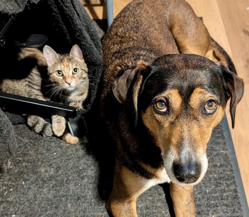 Possum, a Adoptable mixed breed in Toronto, ON image 1/6