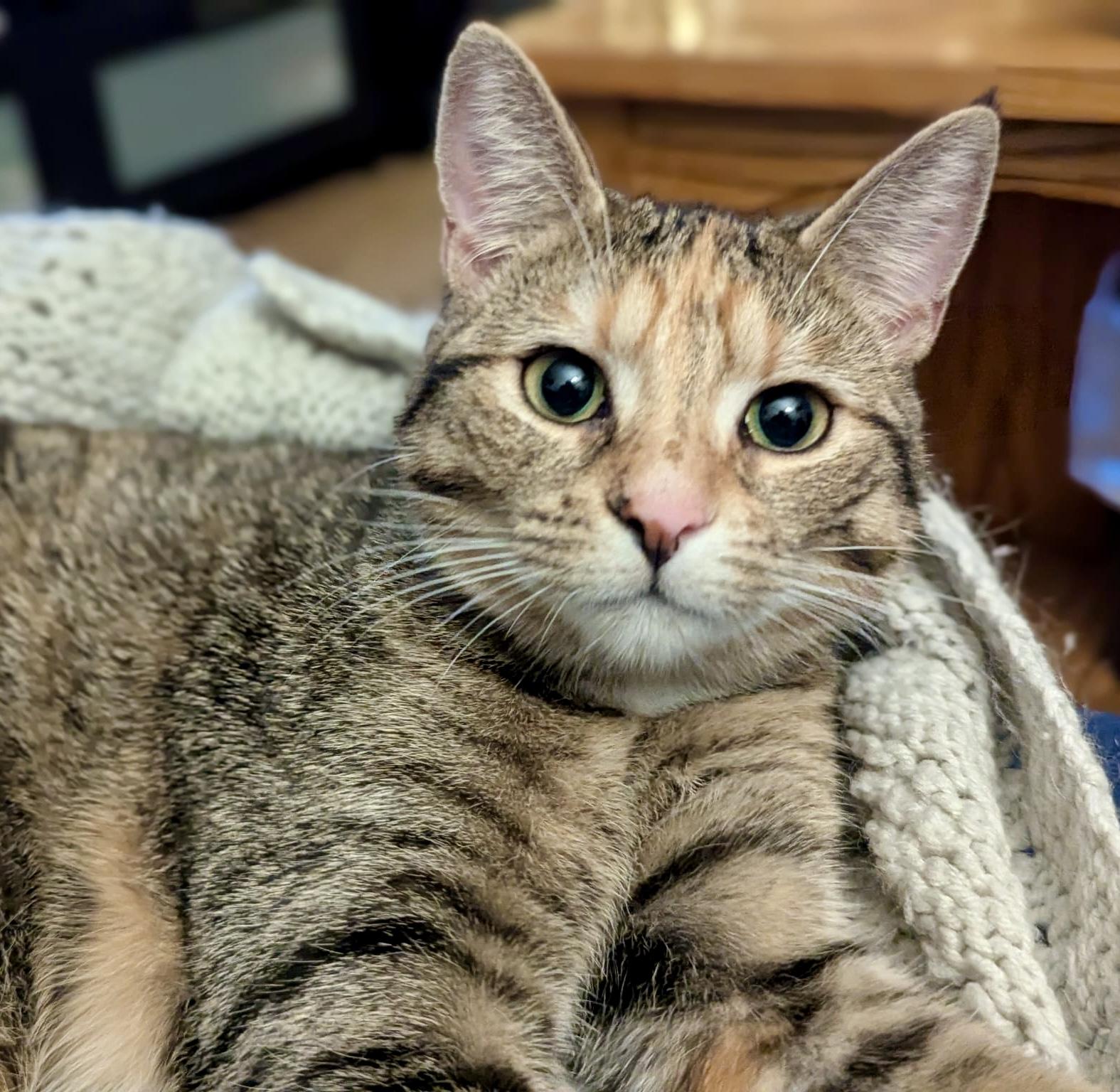 Enlarge Possum, a Adoptable mixed breed in Toronto, ON image 2/6