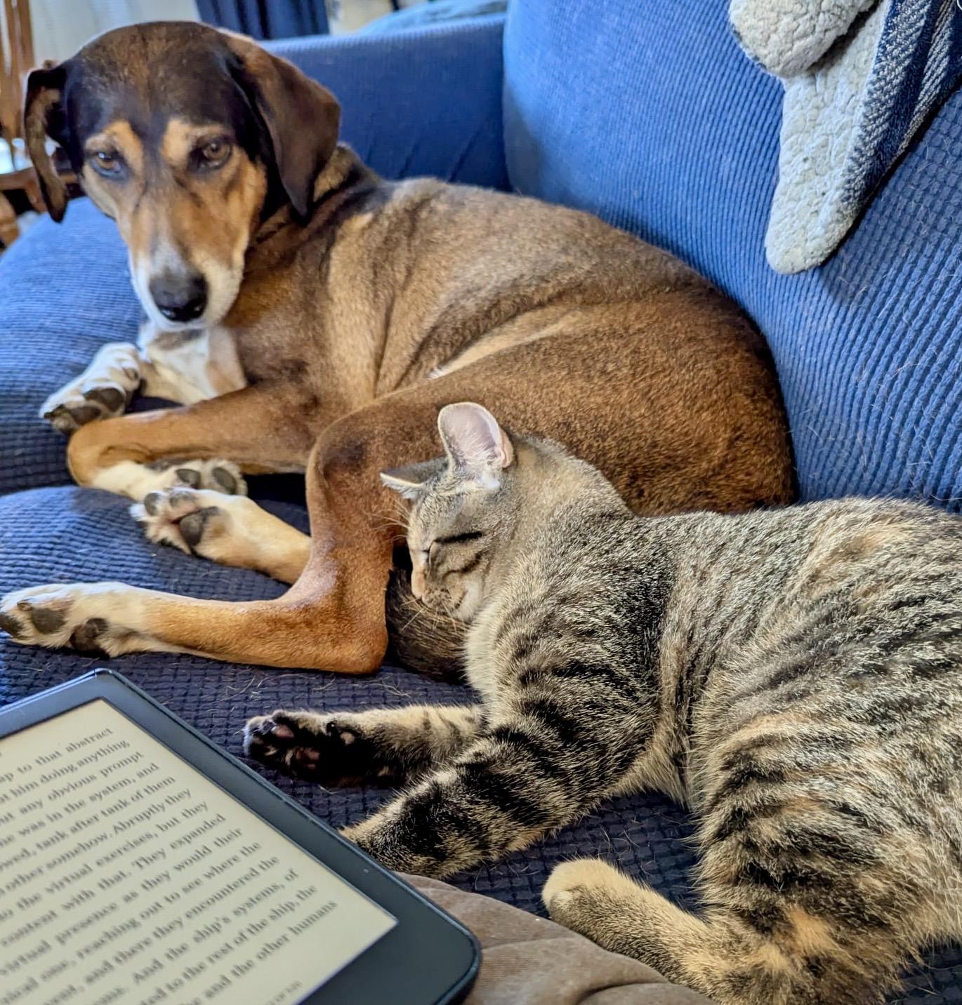 Possum, a Adoptable mixed breed in Toronto, ON image 4/6