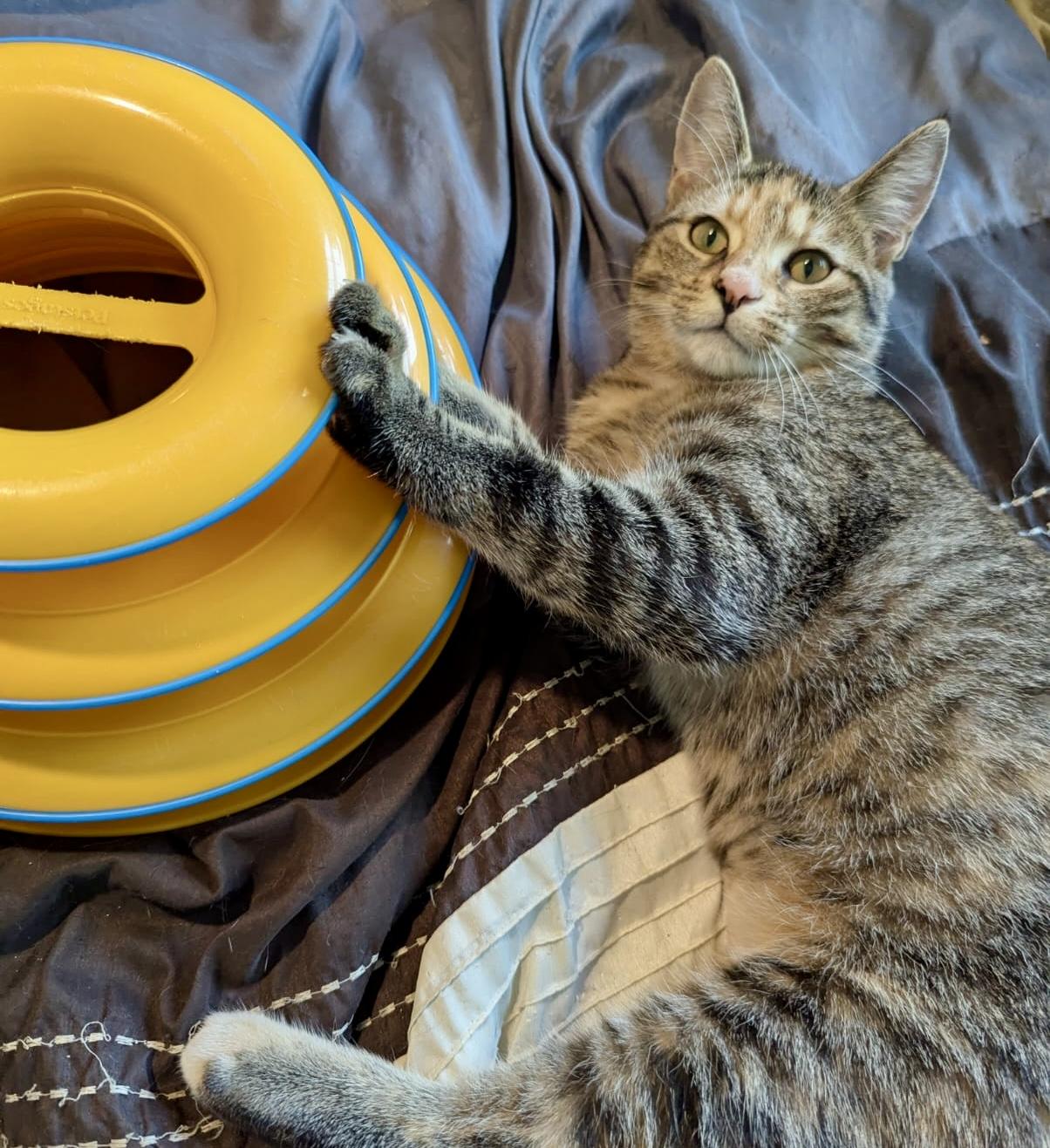 Possum, a Adoptable mixed breed in Toronto, ON image 5/6