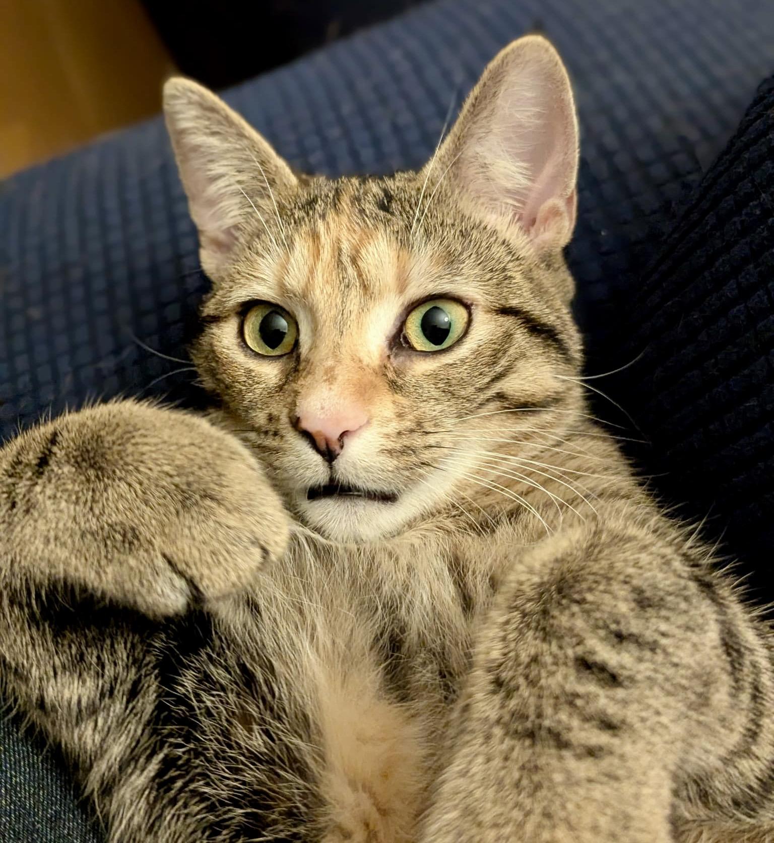 Possum, a Adoptable mixed breed in Toronto, ON image 6/6