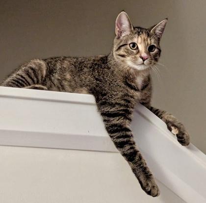 Enlarge Possum, a Adoptable mixed breed in Toronto, ON image 5/6