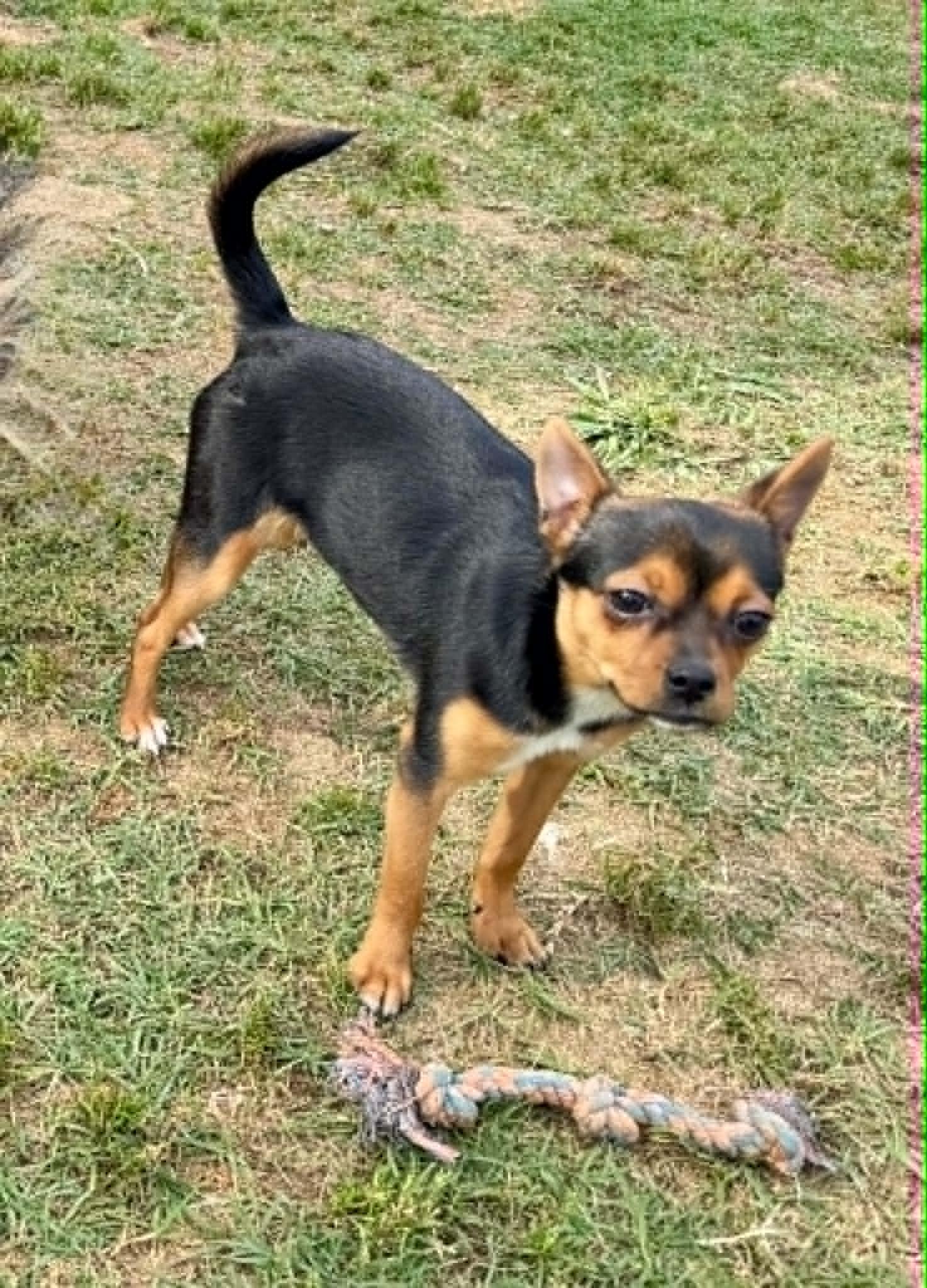 Coco Puff, a ADOPTABLE mixed breed in Maiden, NC image 5/6