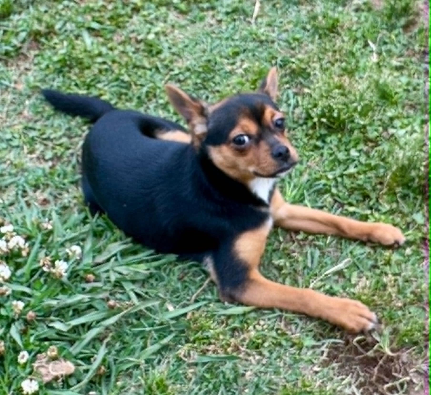 Coco Puff, a ADOPTABLE mixed breed in Maiden, NC image 1/6