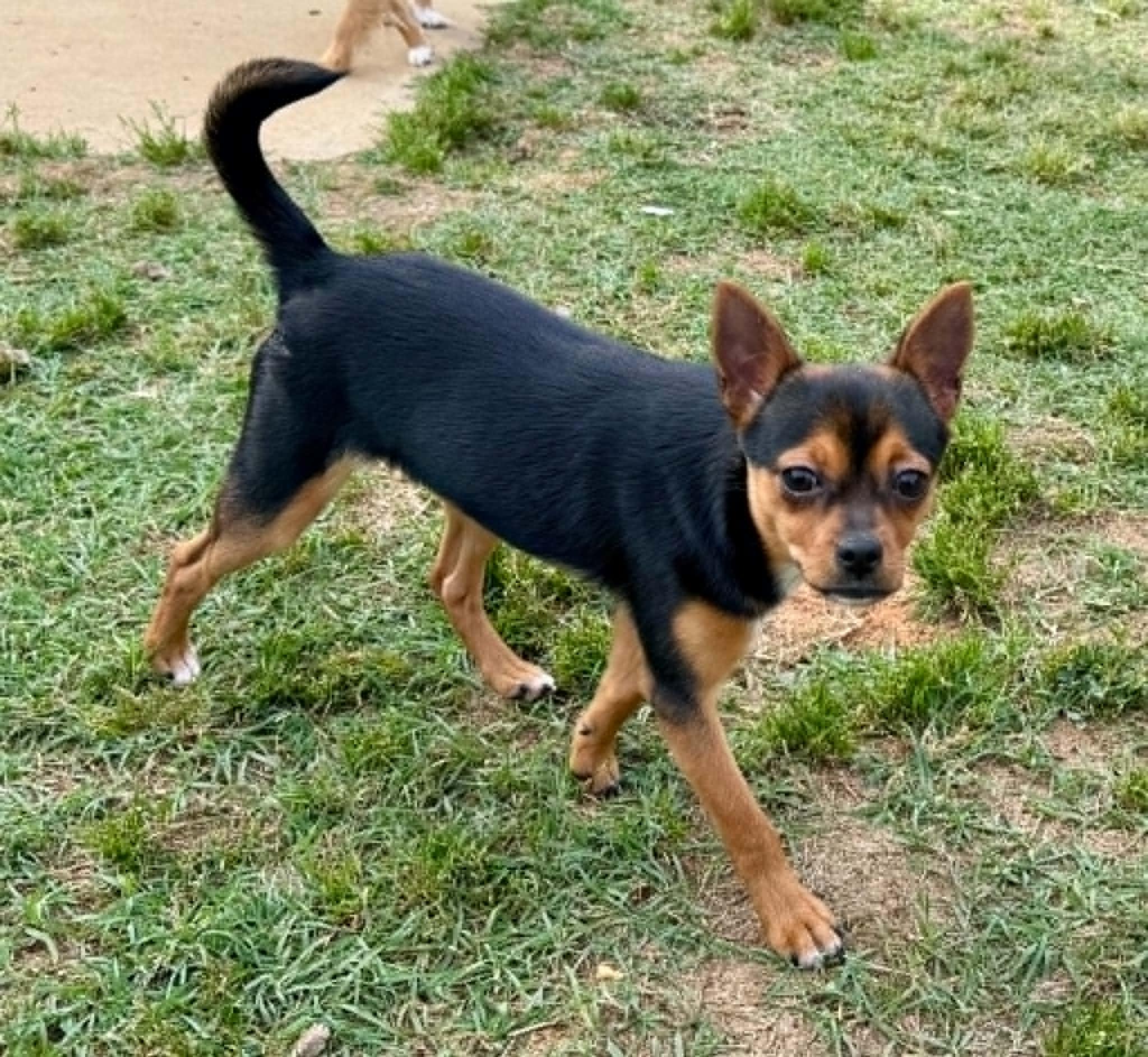 Enlarge Coco Puff, an adoptable mixed breed in Maiden, NC image 6/6