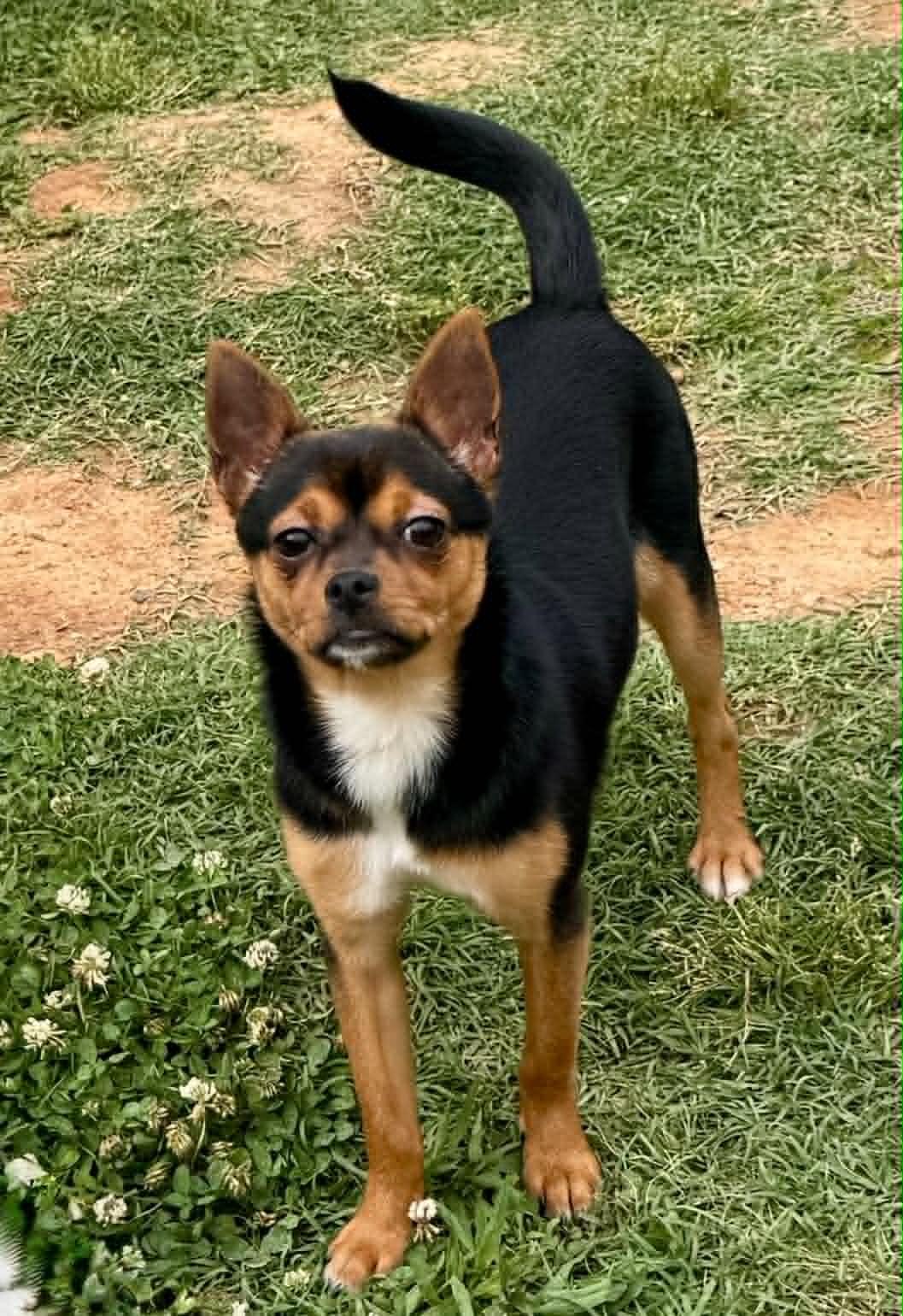 Coco Puff, a ADOPTABLE mixed breed in Maiden, NC image 2/6