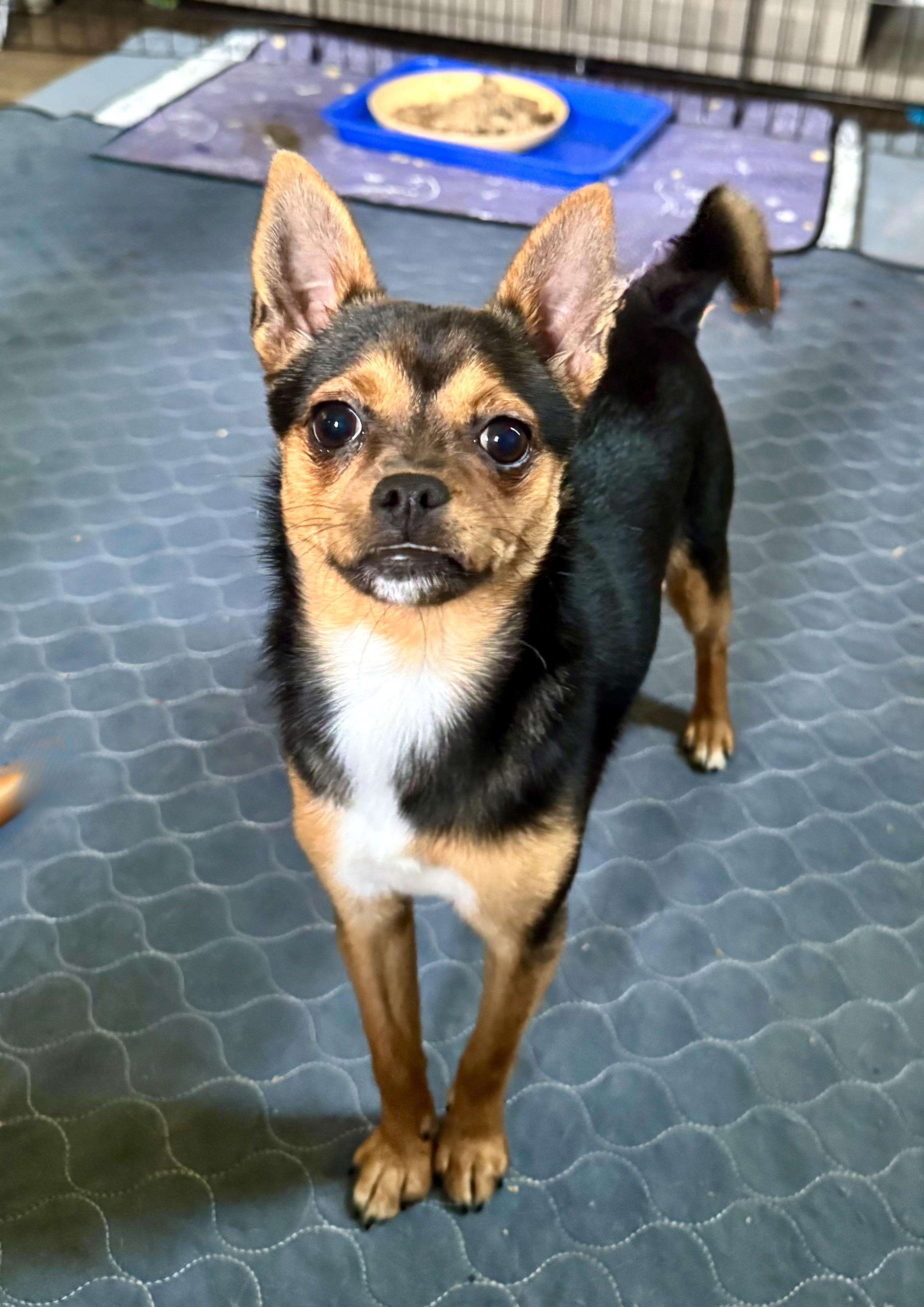 Enlarge Coco Puff, an adoptable mixed breed in Maiden, NC image 1/6