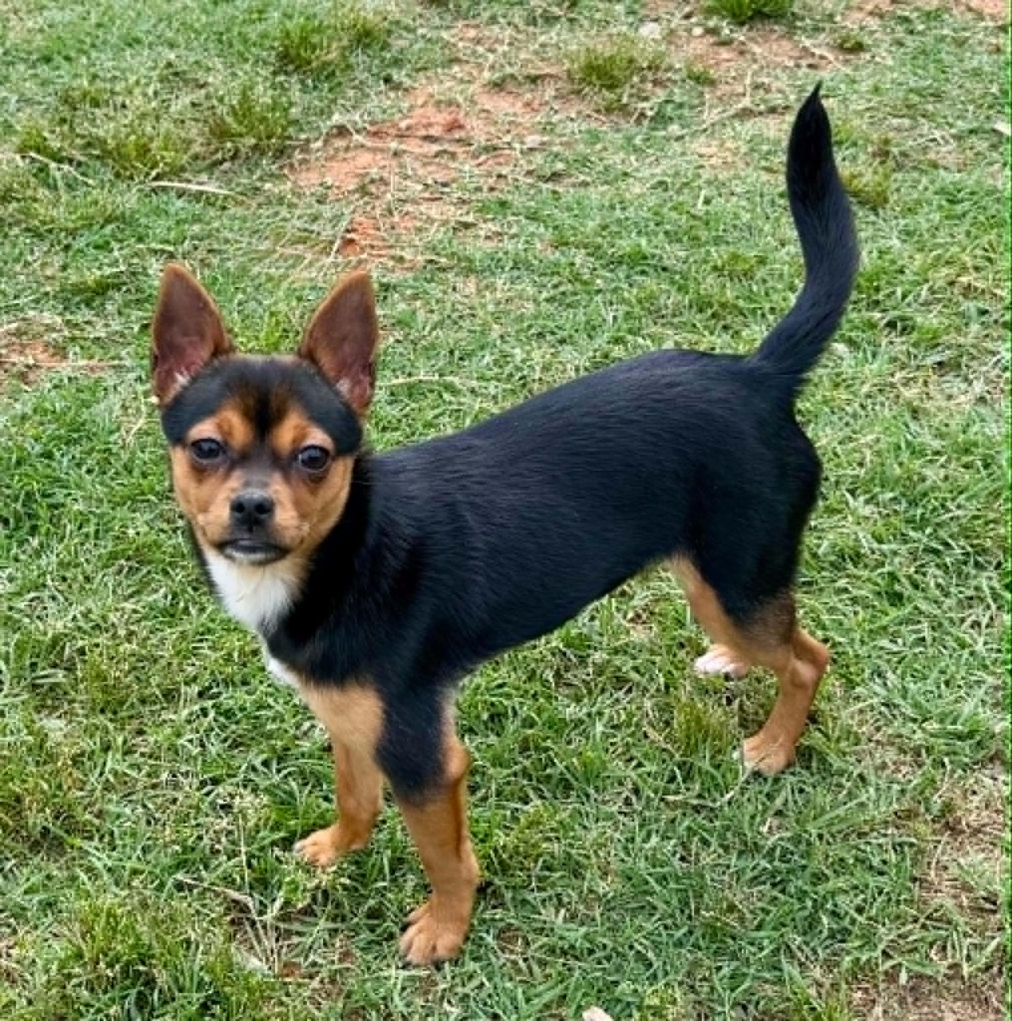 Coco Puff, a ADOPTABLE mixed breed in Maiden, NC image 6/6