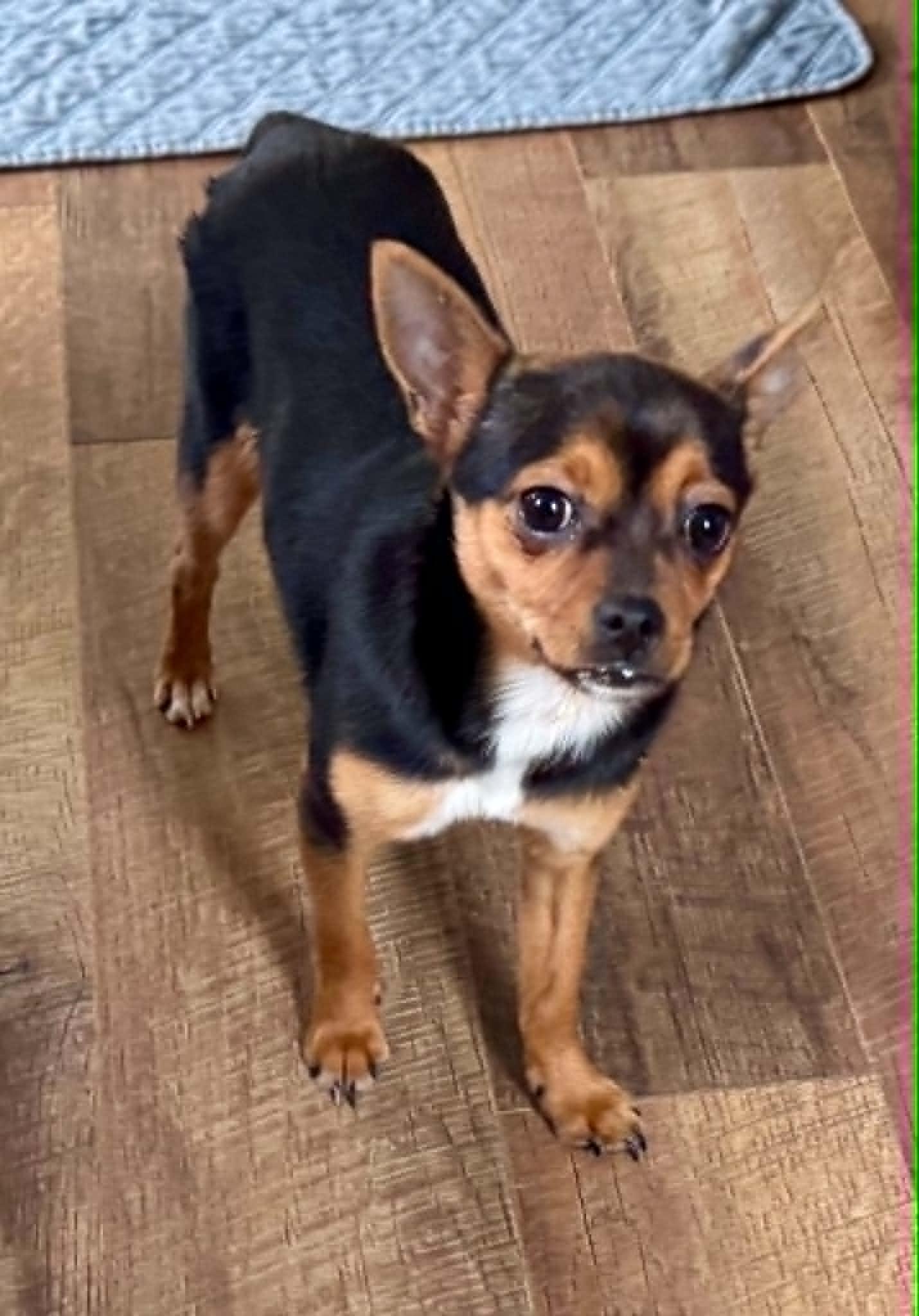 Coco Puff, a ADOPTABLE mixed breed in Maiden, NC image 3/6