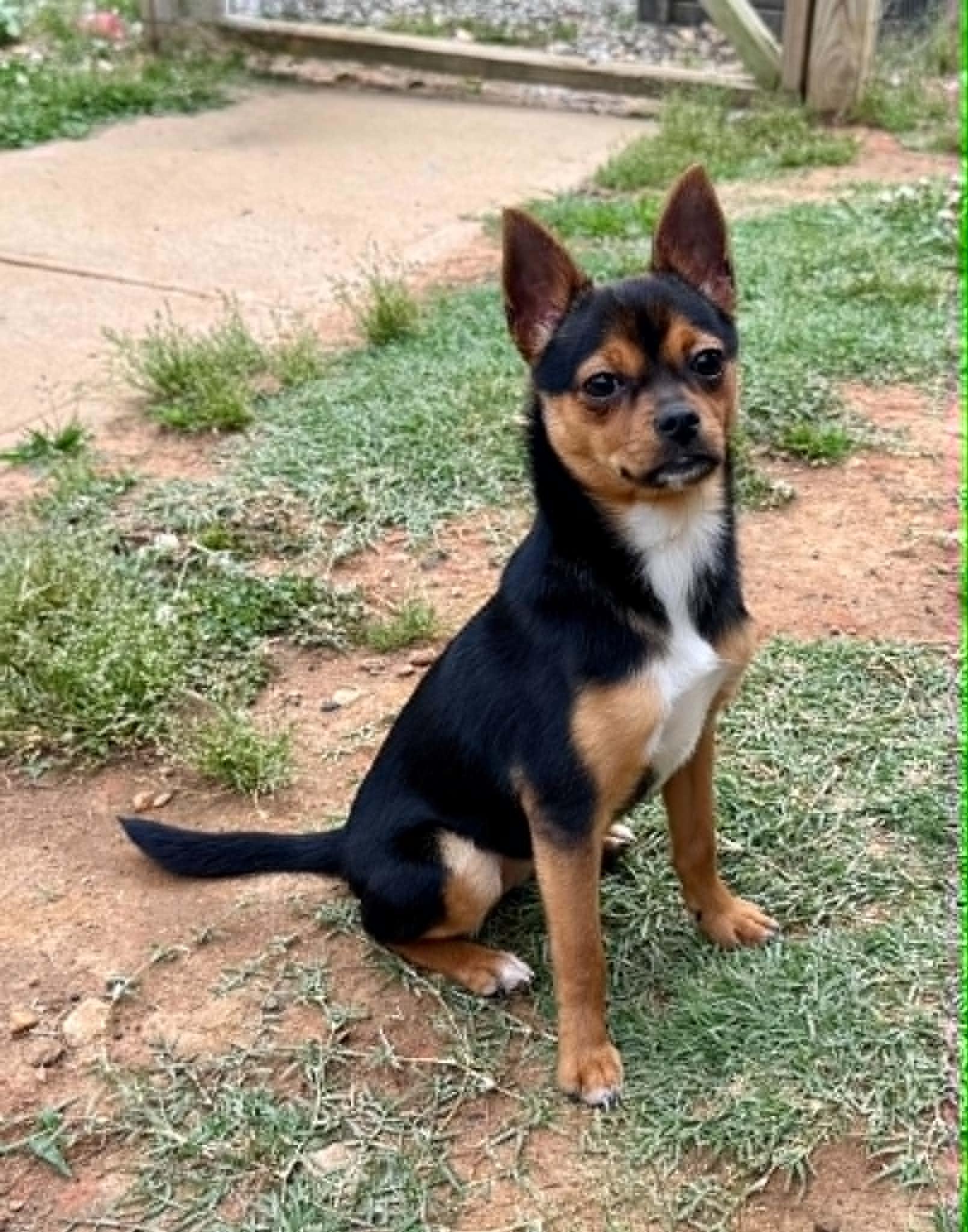 Coco Puff, a ADOPTABLE mixed breed in Maiden, NC image 4/6