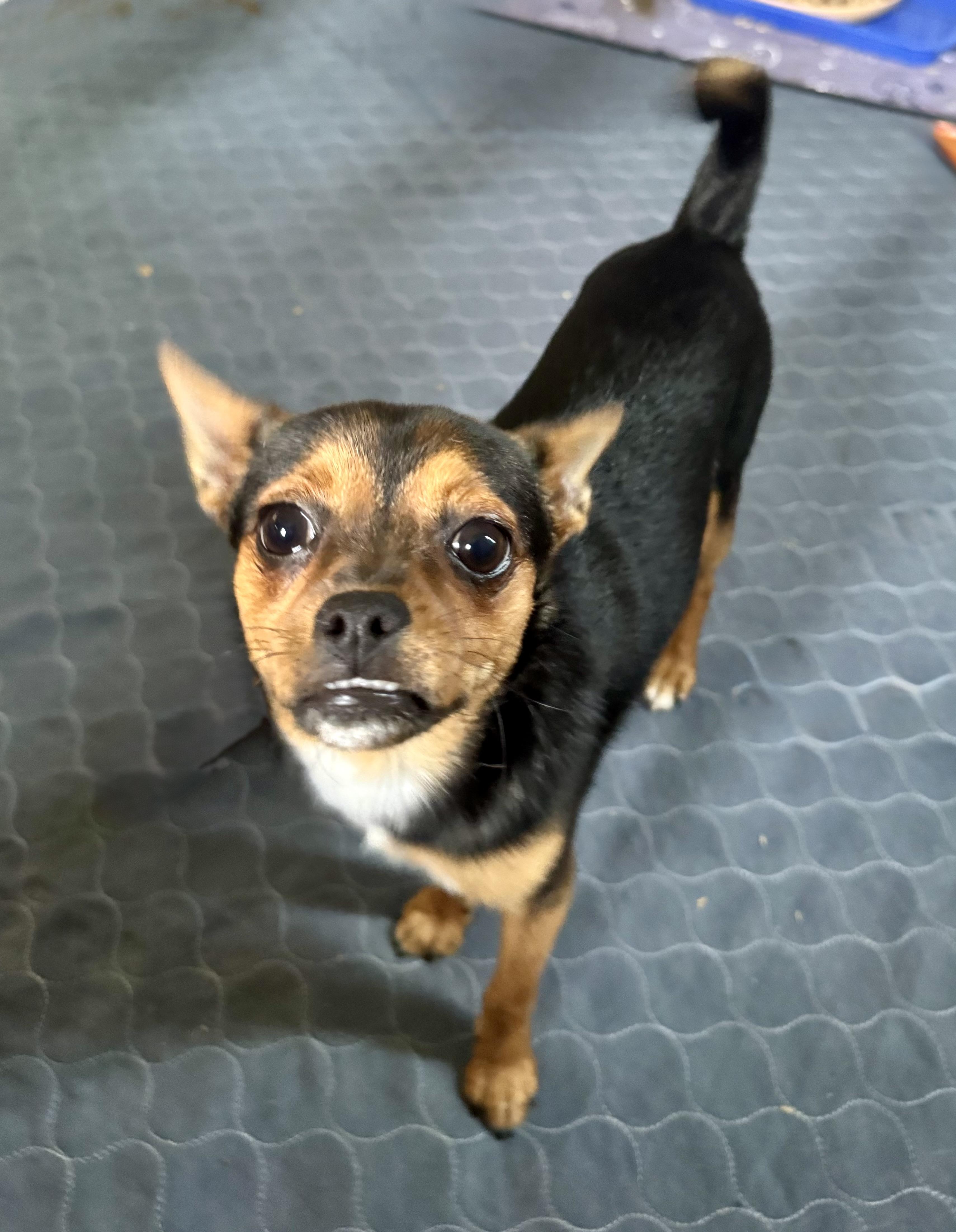 Enlarge Coco Puff, an adoptable mixed breed in Maiden, NC image 2/6