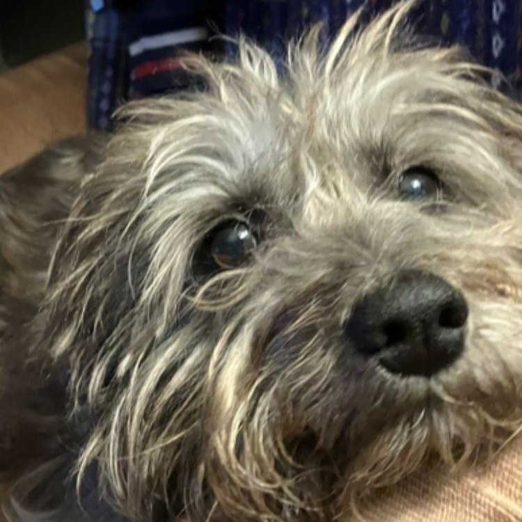 Annie, Adoptable, Senior Female Schnauzer & Australian Cattle Dog / Blue Heeler.