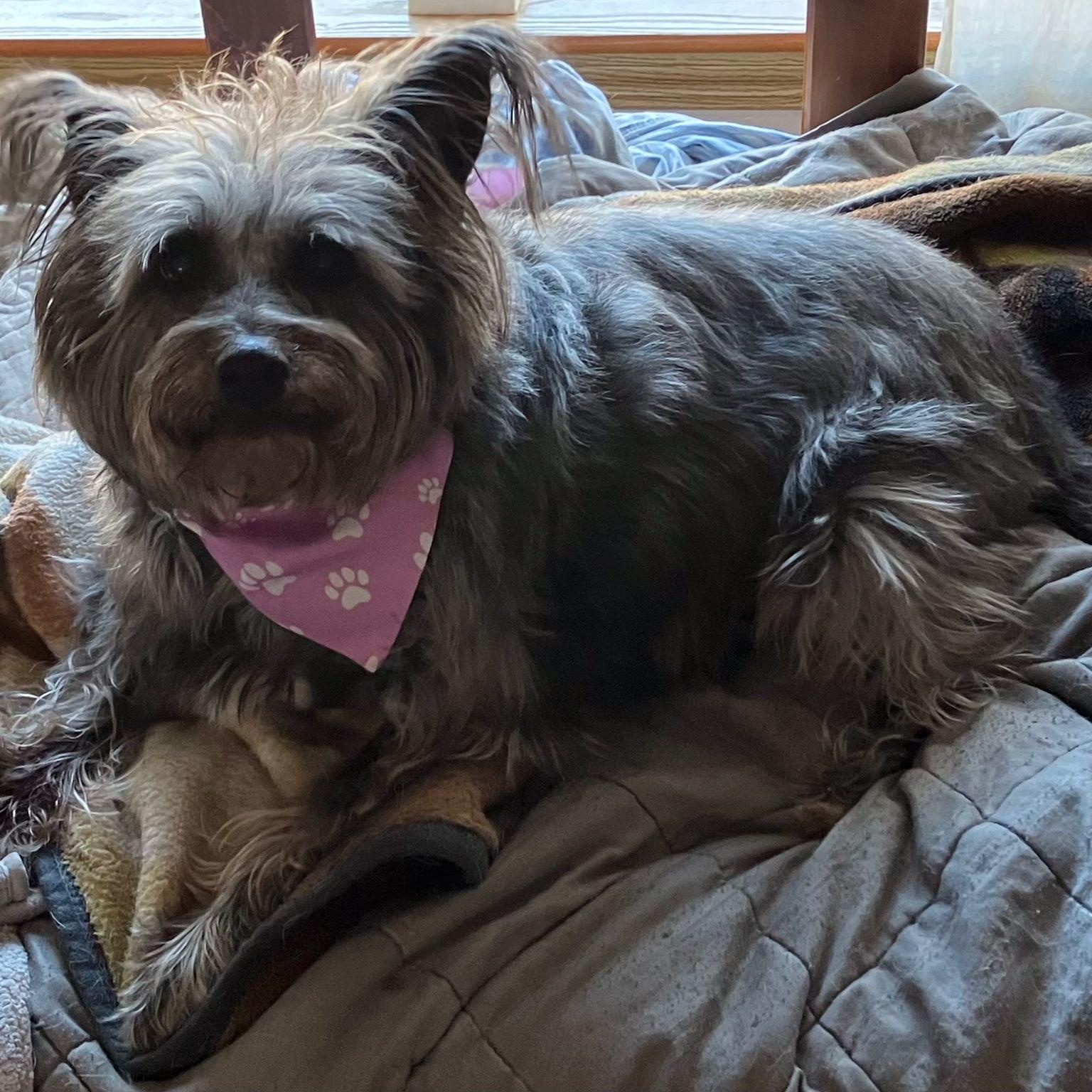 Enlarge Annie, a Adoptable mixed breed in Midland, MI image 2/2