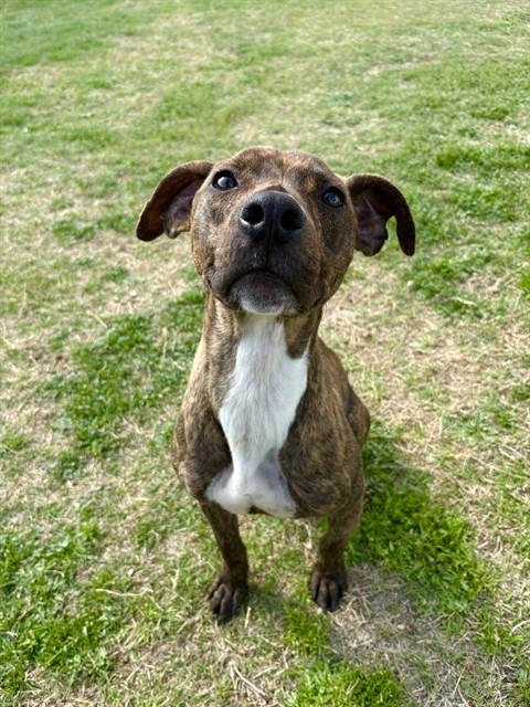 Enlarge BEGAL, a Adoptable mixed breed in Killeen, TX image 1/1