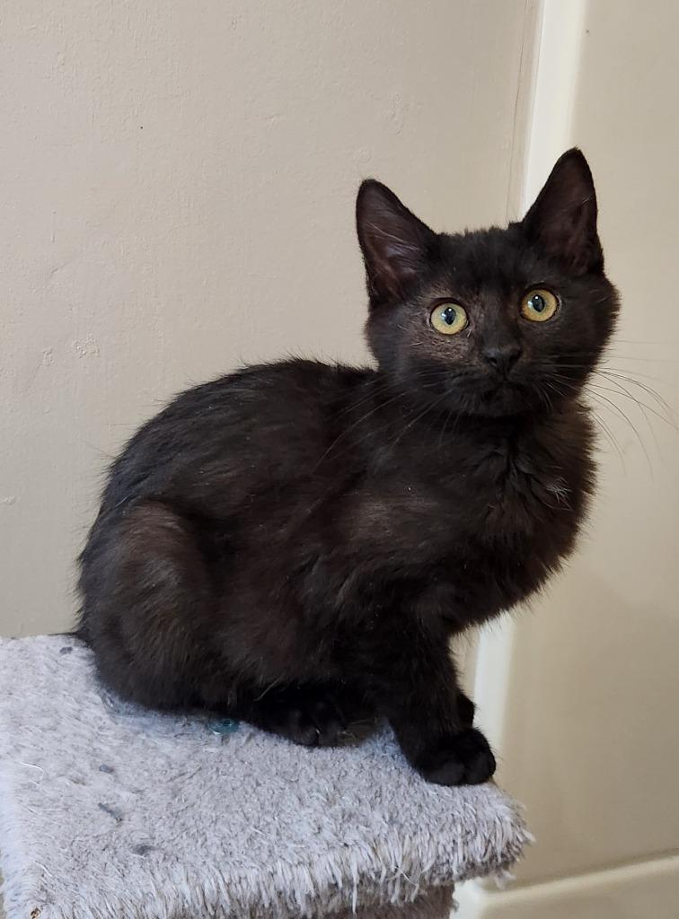 Davina, Adoptable, Kitten Female Domestic Short Hair.