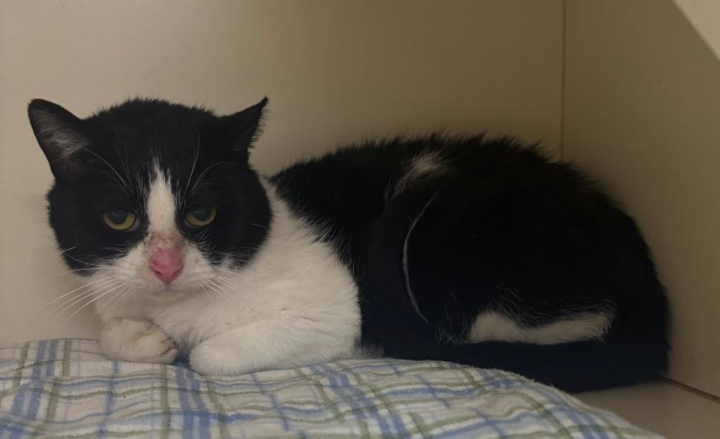 ARTHUR, Adoptable, Adult Male Domestic Short Hair.