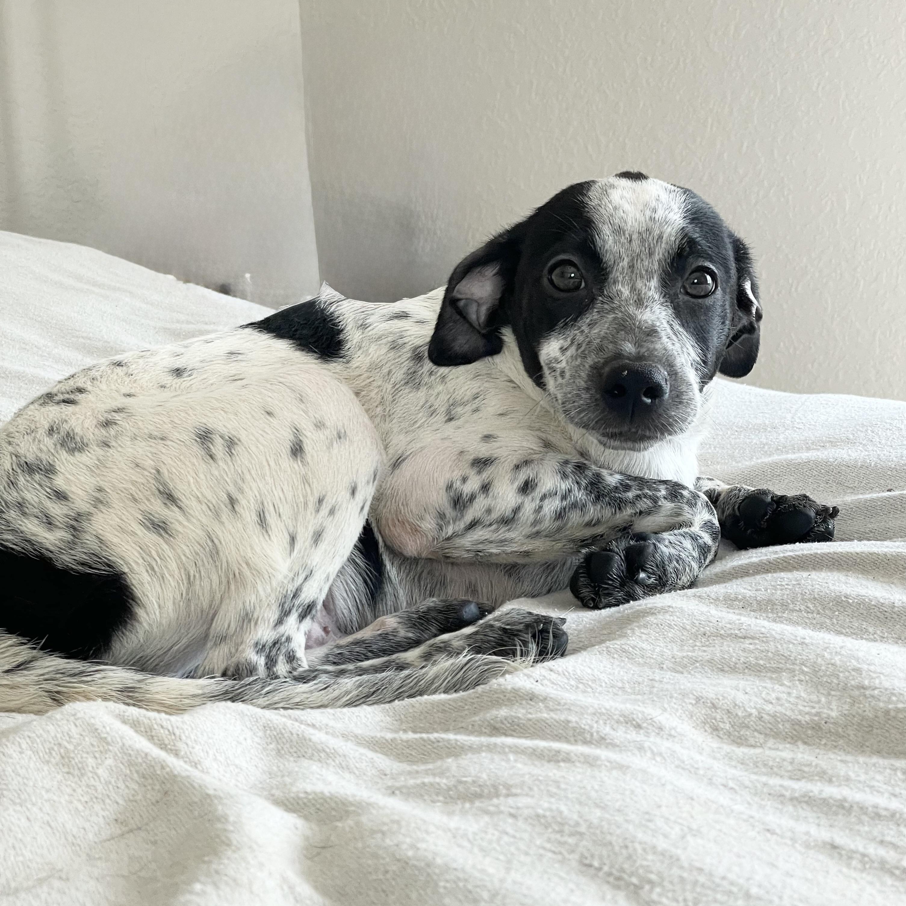 Enlarge Wonderful Rixey , a ADOPTABLE Australian Cattle Dog / Blue Heeler in West Hartford , CT image 3/3