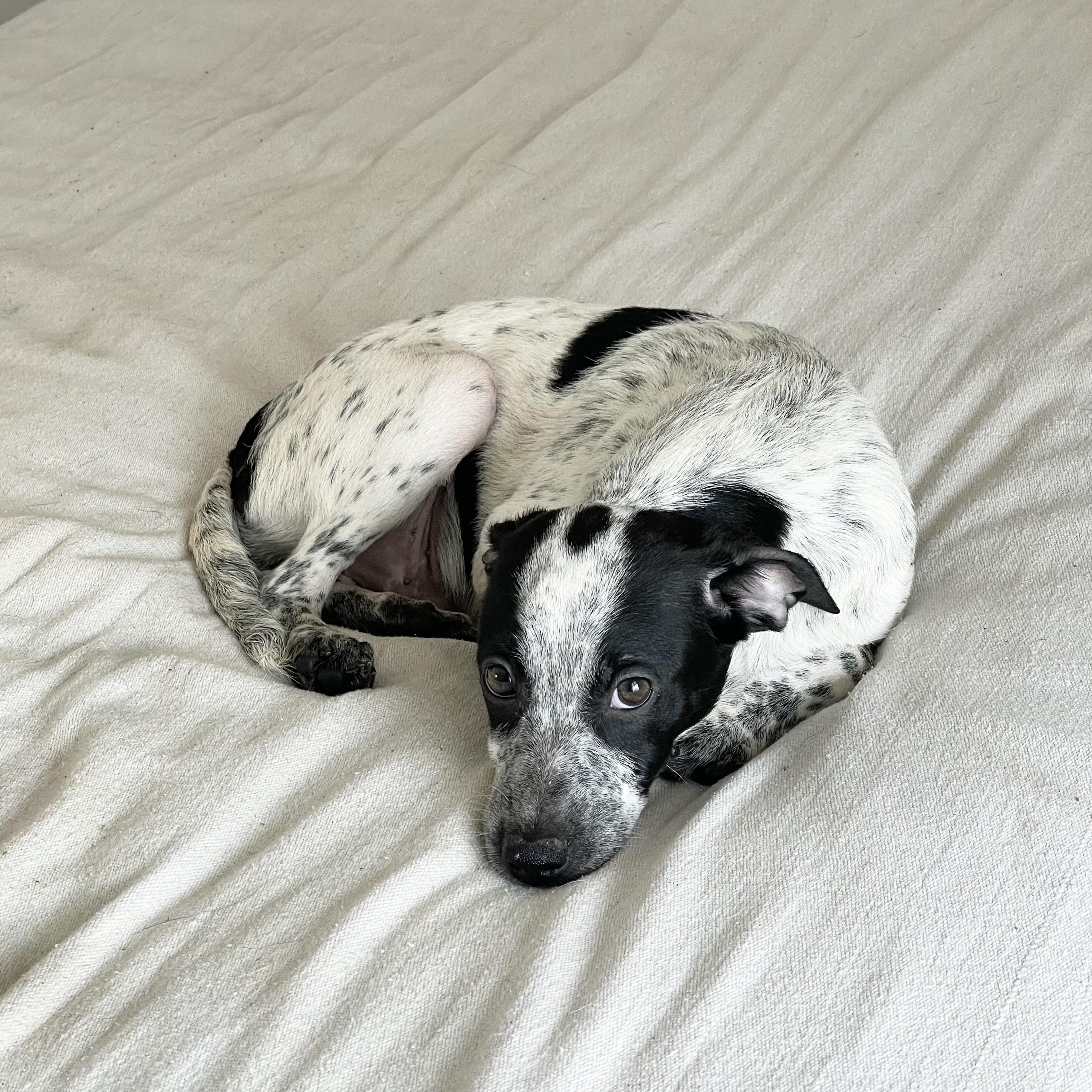 Wonderful Rixey , ADOPTABLE, Puppy Male Australian Cattle Dog / Blue Heeler.