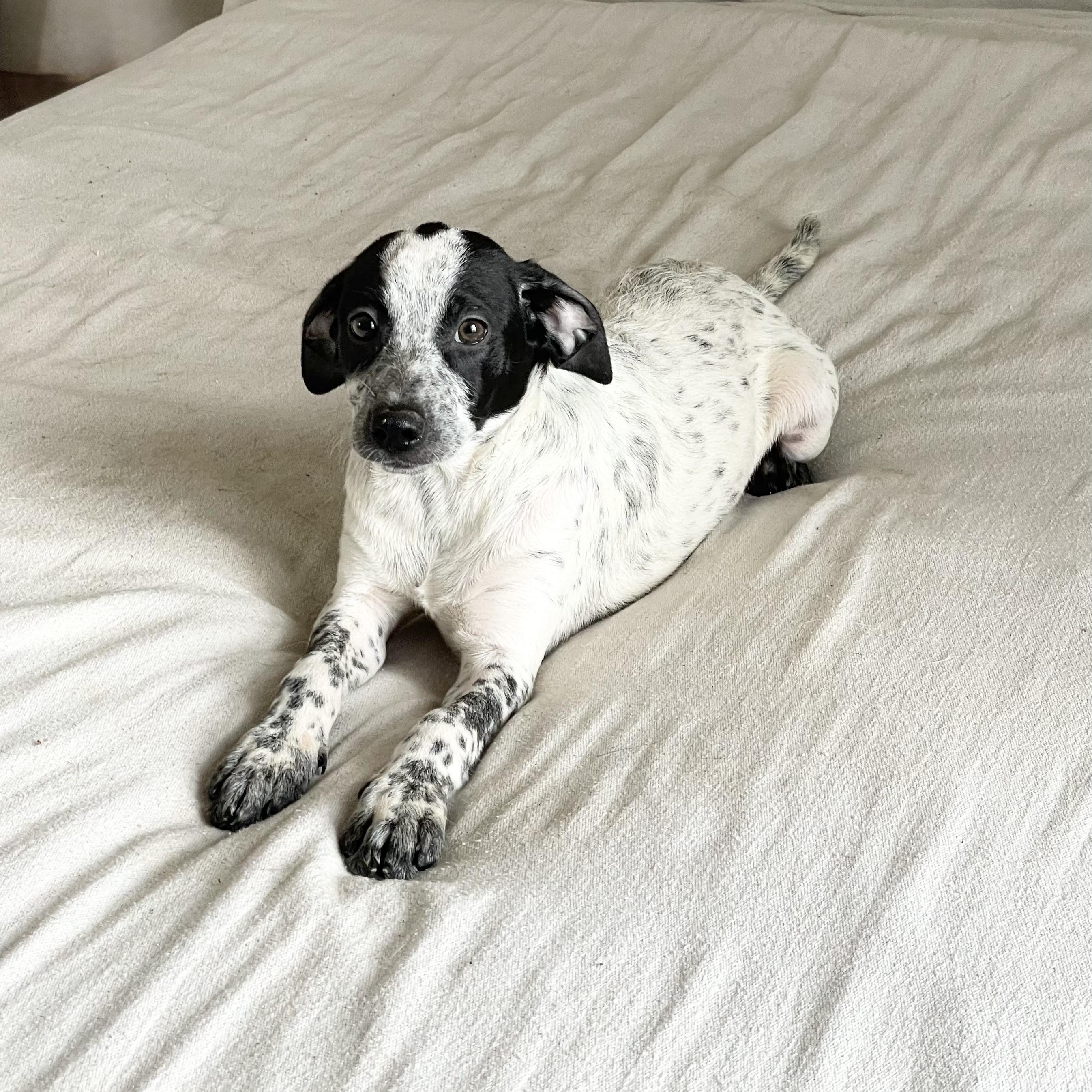 Enlarge Wonderful Rixey , a ADOPTABLE Australian Cattle Dog / Blue Heeler in West Hartford , CT image 2/3